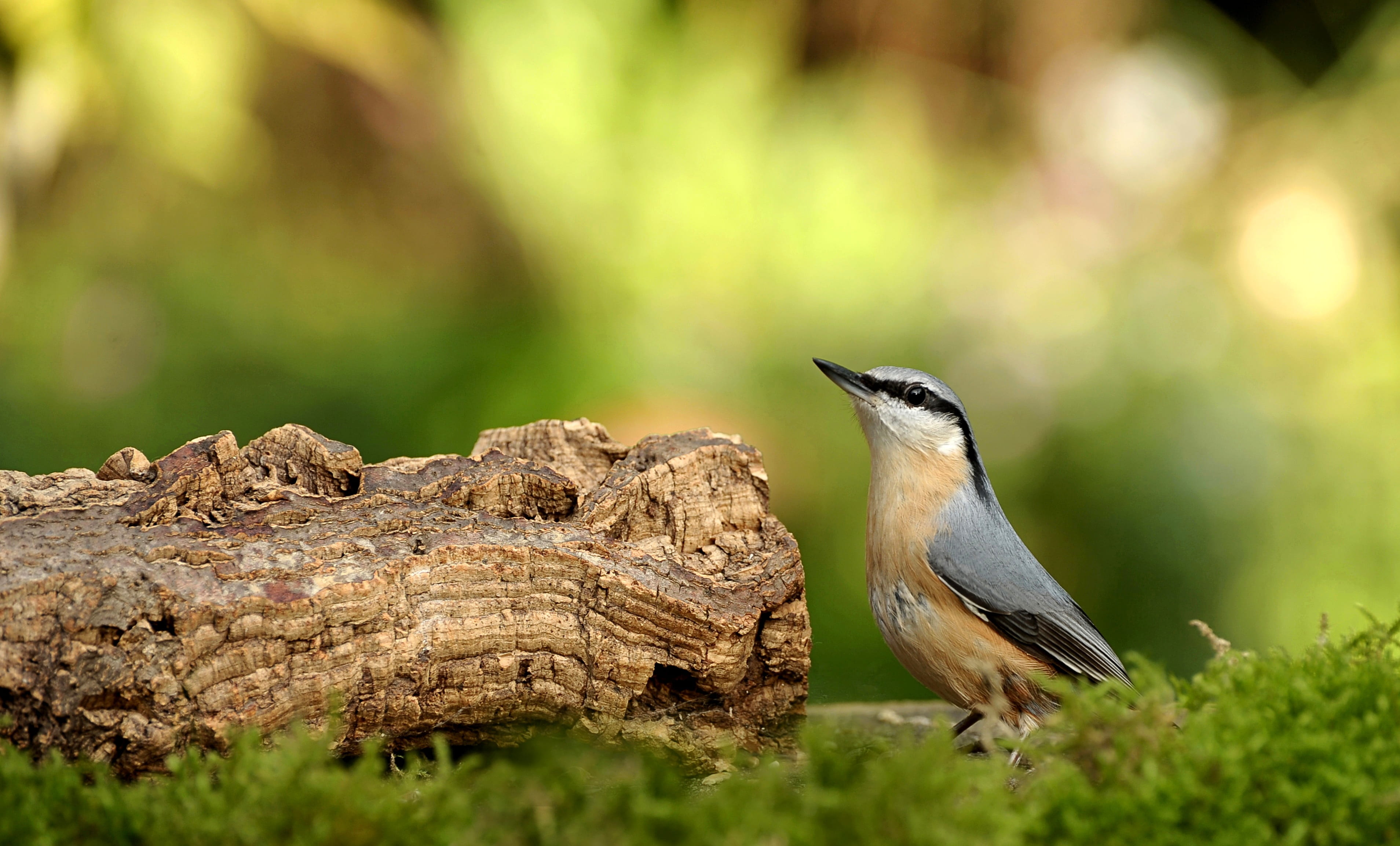 no people, animals in the wild, animal world, photography, nuthatch, side view, one animal, animal wildlife, perching, focus on foreground, eurasian, animal themes, HD Wallpaper