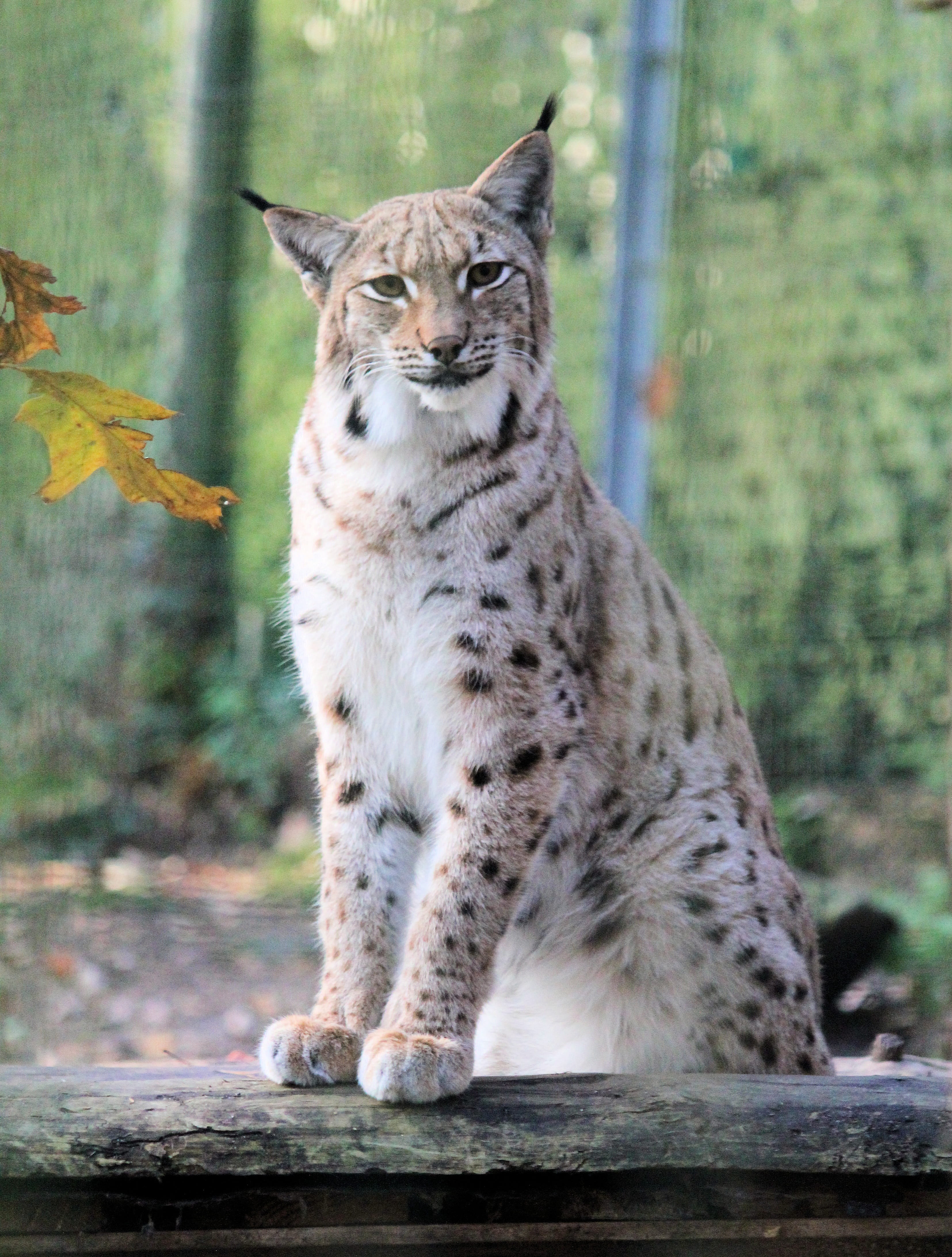 feature, feline, portrait, animal wildlife, pets, no people, domestic animals, mammal, animals in the wild, curious, nature, focus on foreground, the eurasian lynx, Phone HD Wallpaper
