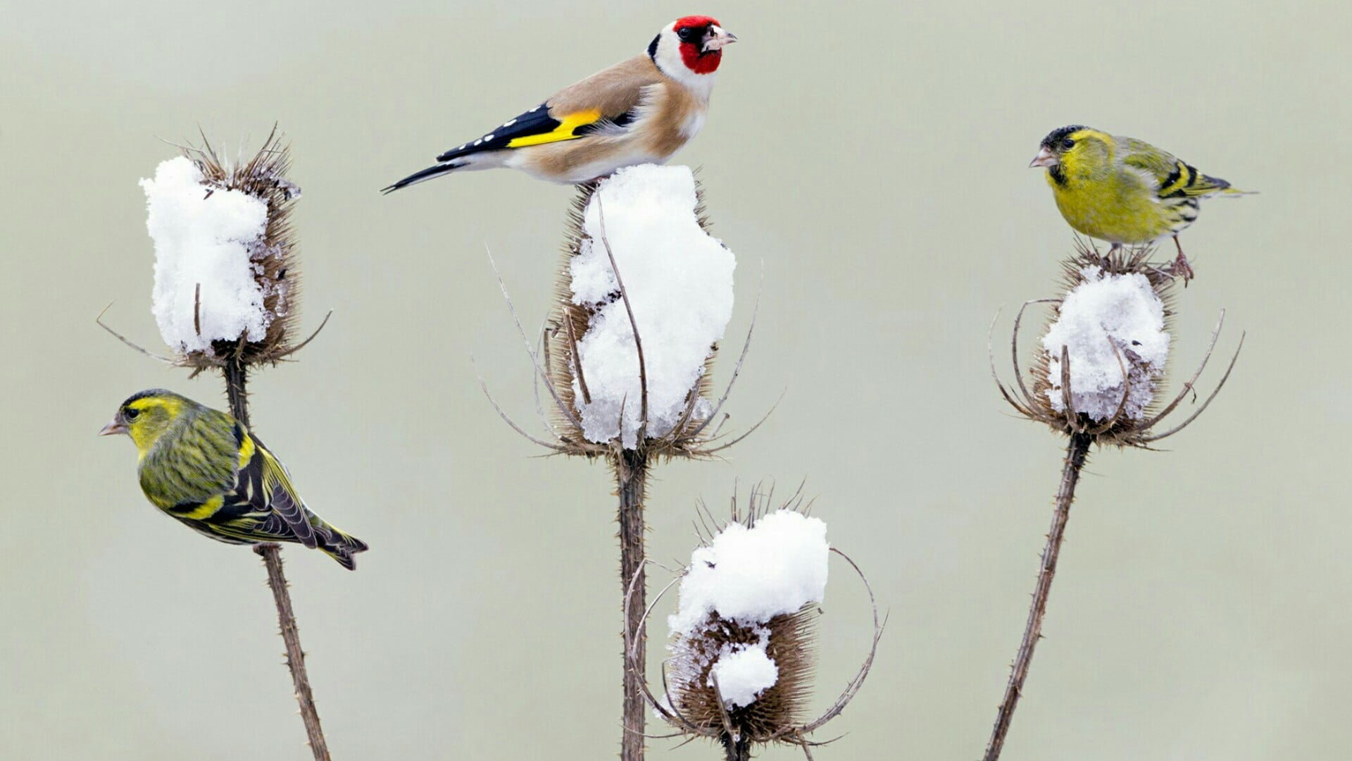 plant, group of animals, day, no people, vertebrate, wildlife, eat, animal family, 1080P, fauna, outdoors, animal wildlife, goldfinch, finch, animals in the wild, HD Wallpaper