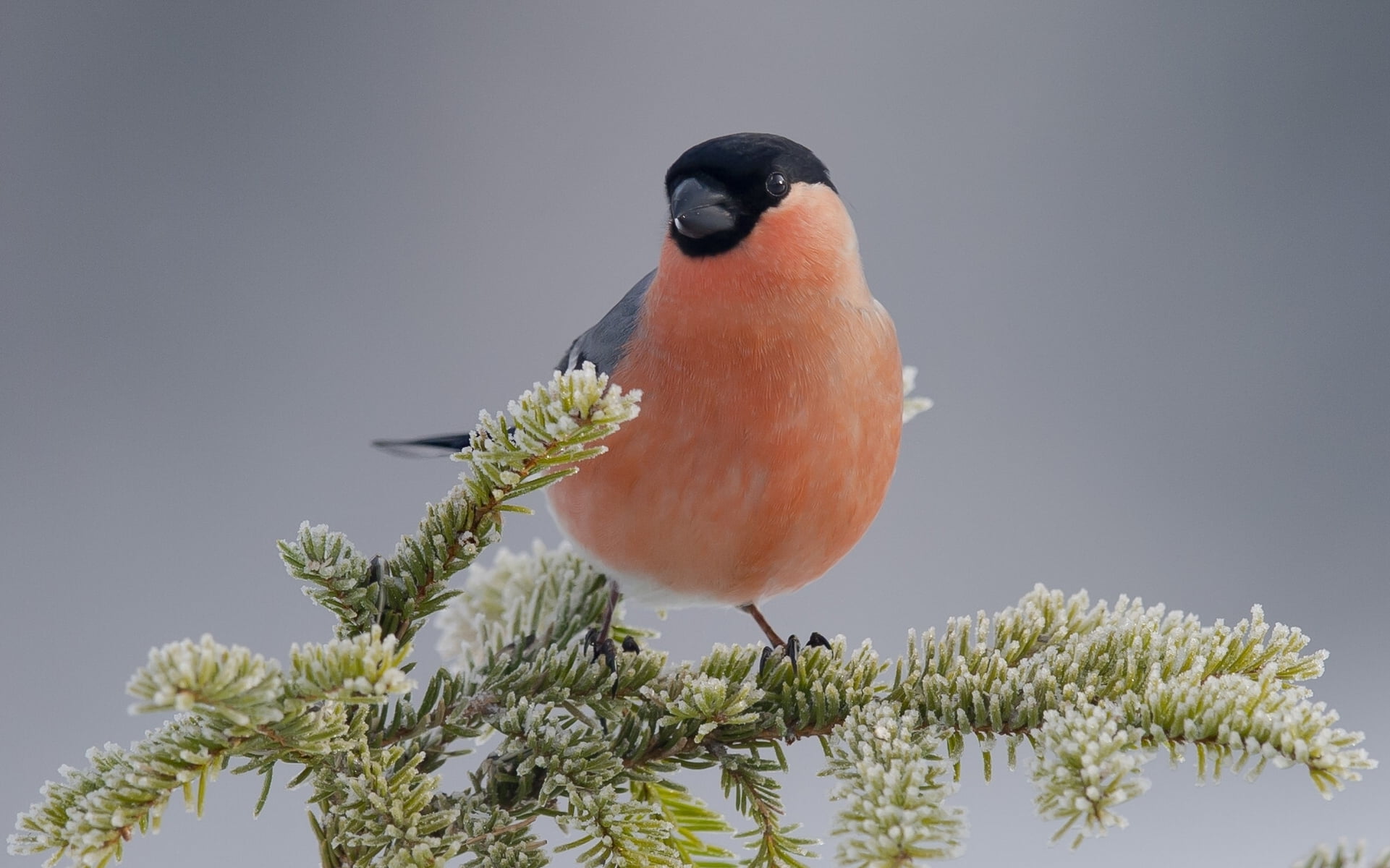 flower, tree, beauty in nature, animals in the wild, animal wildlife, growth, perching, bullfinch, close-up, one animal, selective focus, animal themes, HD Wallpaper