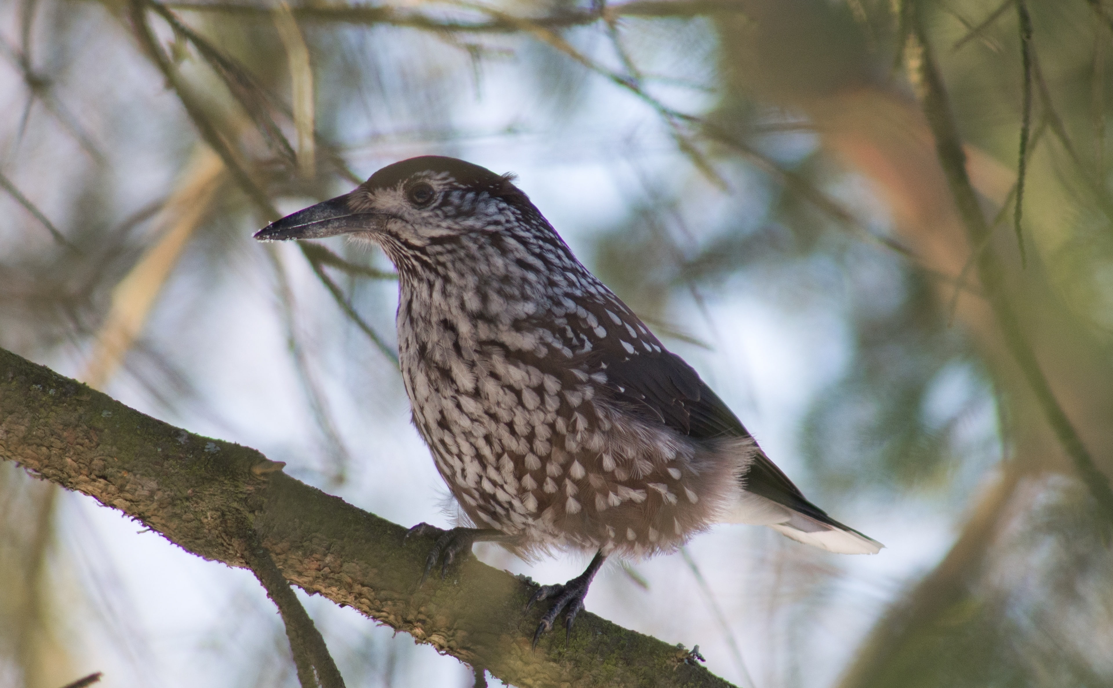 plant, focus on foreground, animal, low angle view, 4K, beauty in nature, bird, Southern, profile view, Finland, nature, branch, close-up, animal wildlife, HD Wallpaper