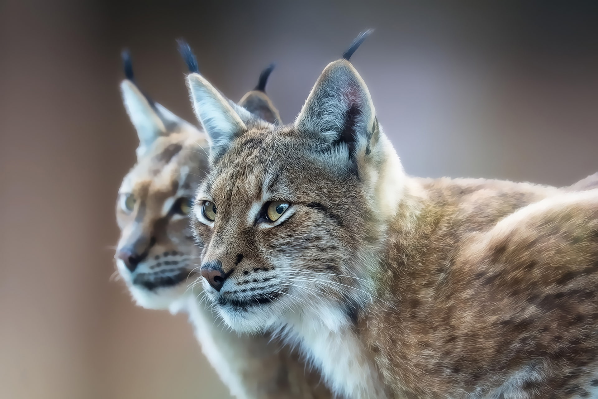 lynx, 1080P, eurasian, HD Wallpaper
