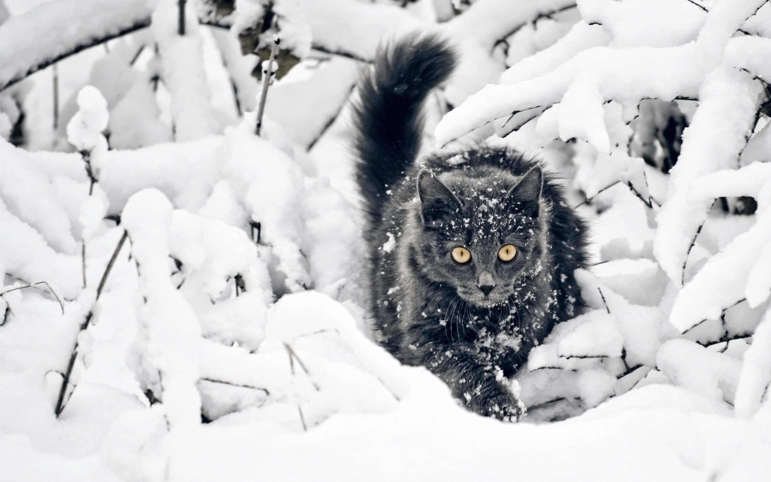 2K, snow, black cats, animals, yellow eyes, cat, HD Wallpaper