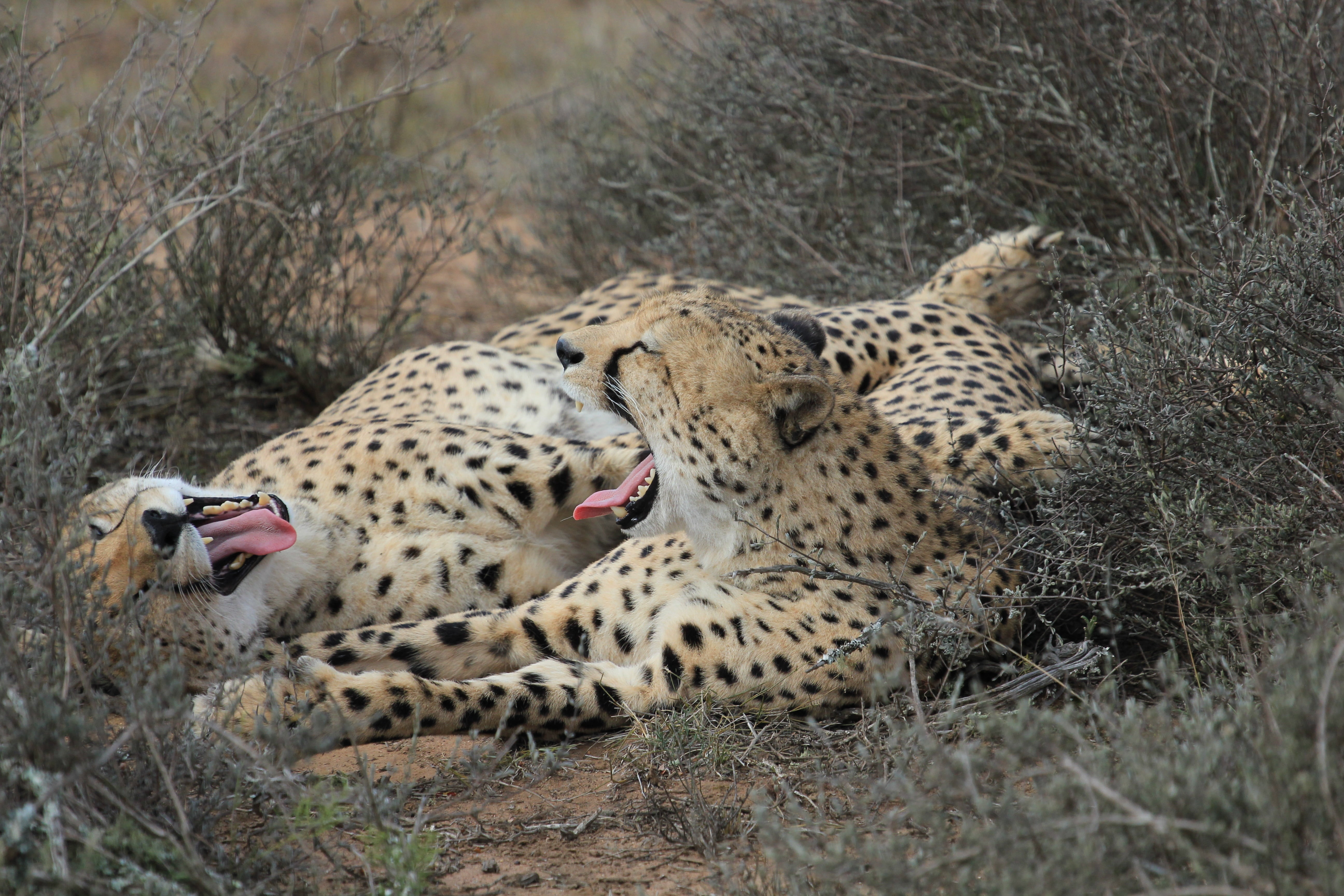 big cat, outdoors, plant, relaxation, ground, cat, spotted, feline, animals, mouth open, africa, 5K, safari, mammal, day, savannah, carnivore, vertebrate, HD Wallpaper