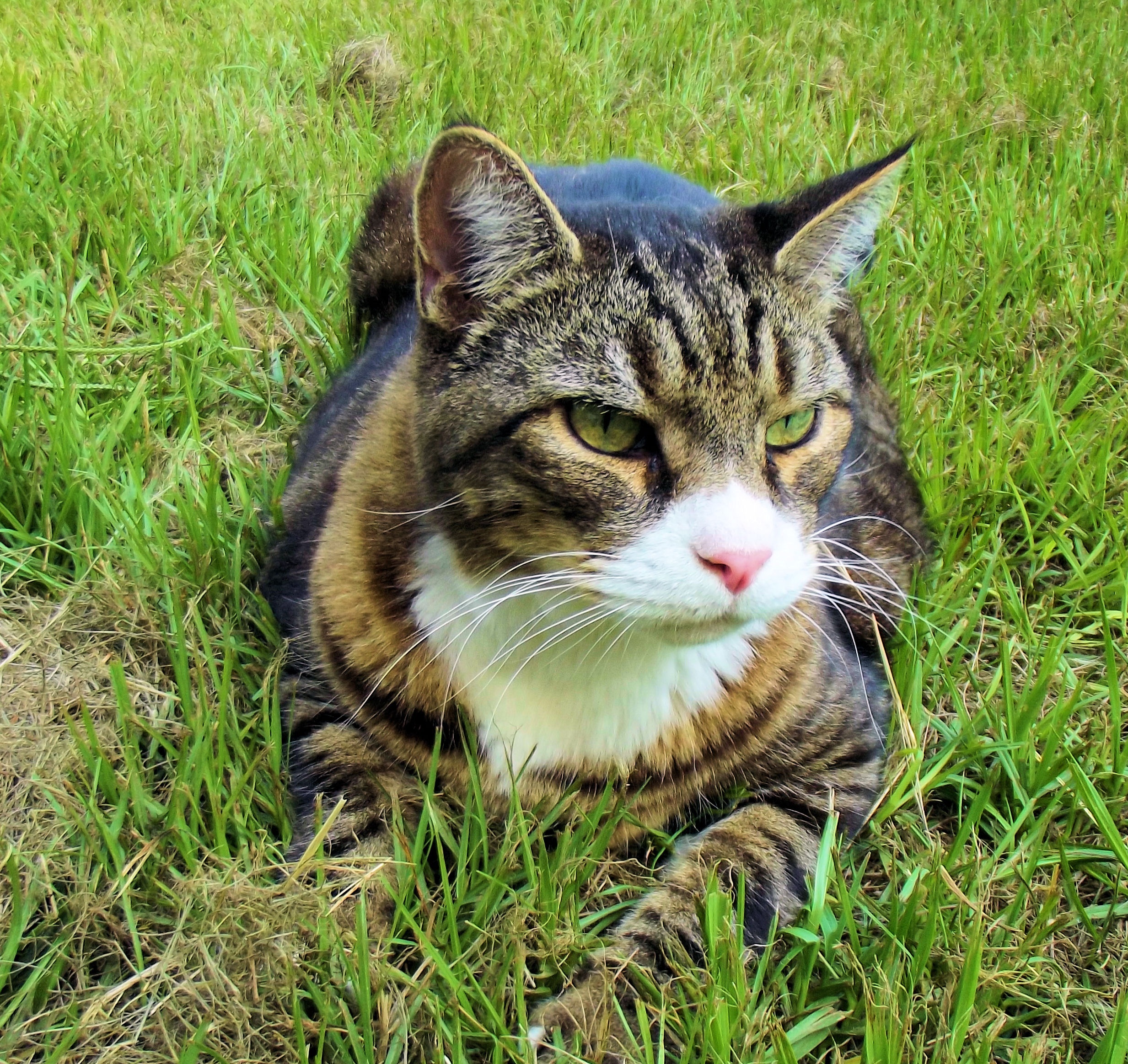 gray, cute, animal, eyes, resting, animal themes, kitty, black, sweet, domestic Animals, 1080P, grey, senior, one animal, plant, cat, relaxed, brown, portrait, HD Wallpaper