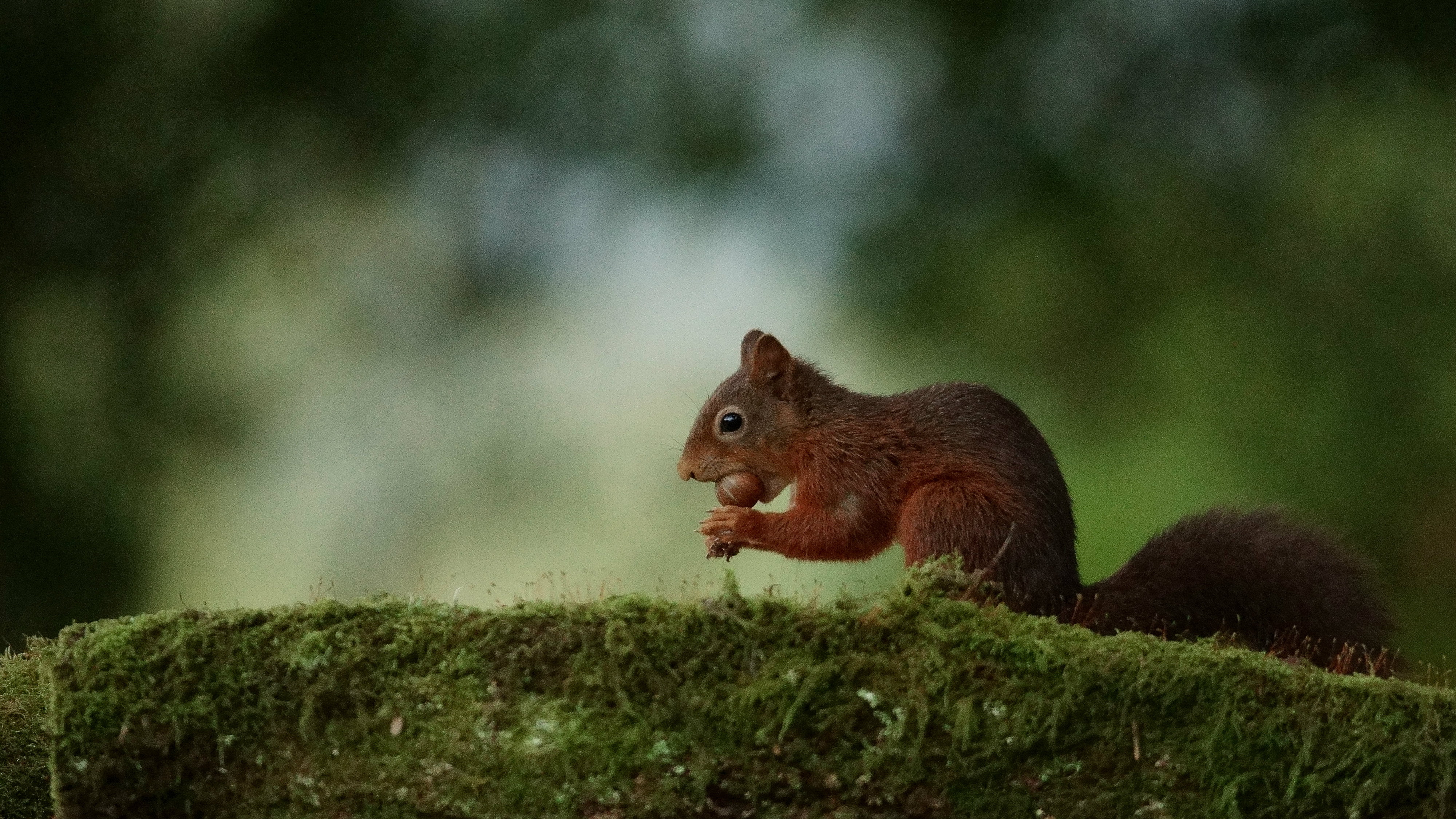 animals In The Wild, mammal, nature, fluffy, tree, green, brown, fur, 4K, animal, grass, wildlife, squirrel, forest, cute, outdoors, rodent, HD Wallpaper