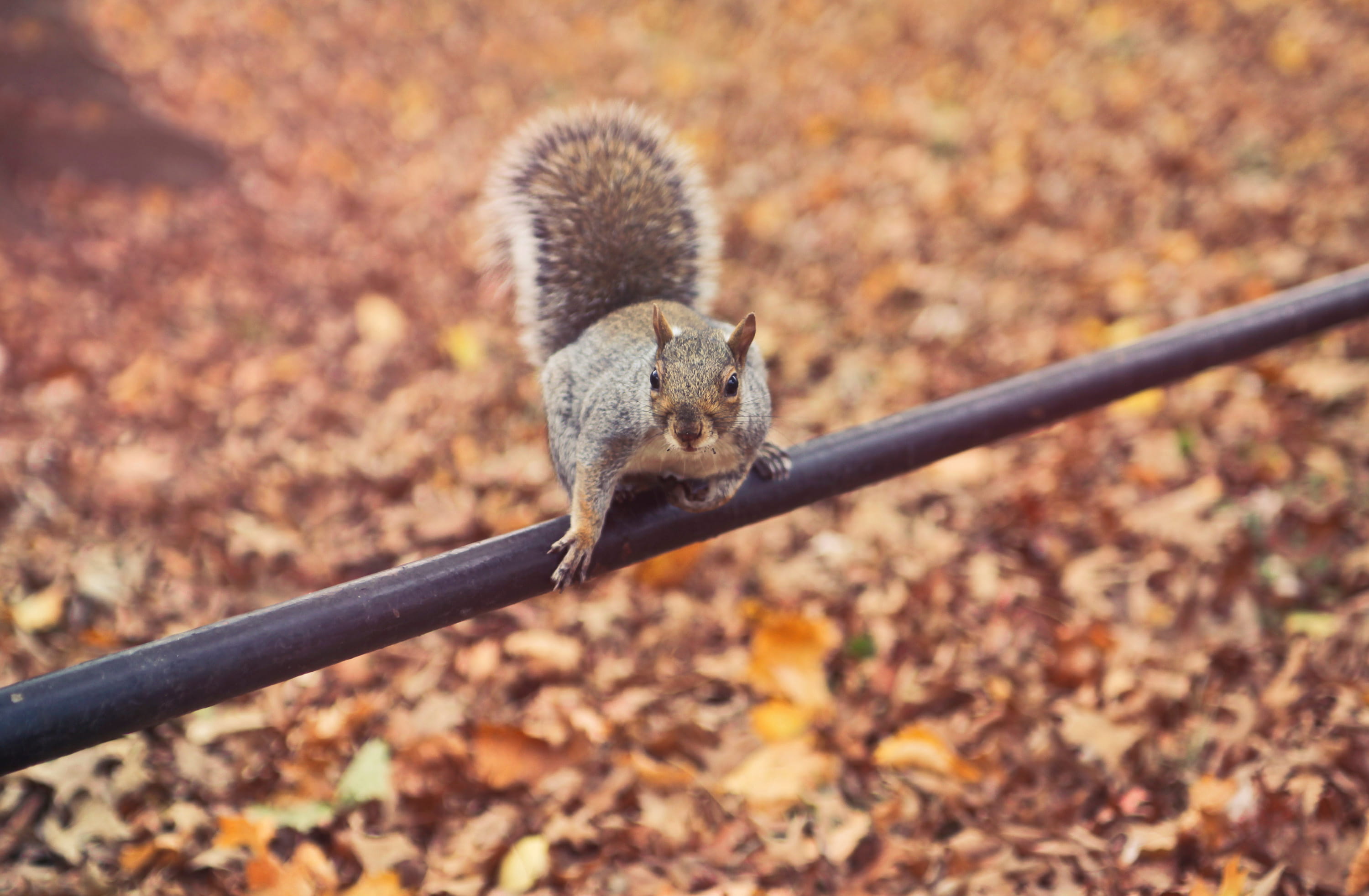 tail, wildlife, day, bushy, wood, vertebrate, brown, one animal, grass, fall, leaf, squirrel, nature, small, environment, no people, looking, outdoors, HD Wallpaper