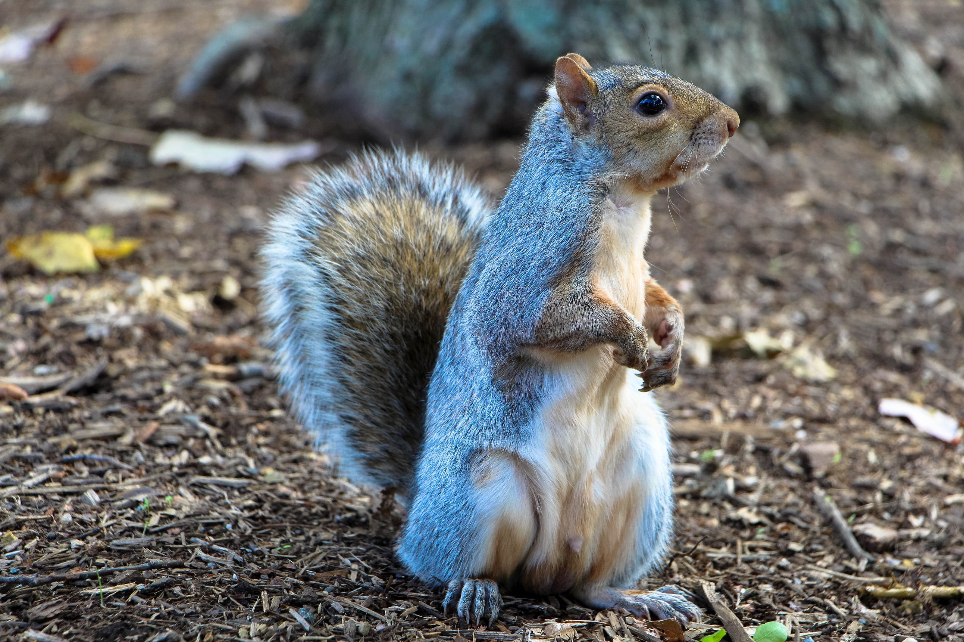 cute, animal, 2K, mammal, animal wildlife, full length, looking, rodent, nature, close-up, animal themes, ground, vertebrate, animals In The Wild, side view, HD Wallpaper