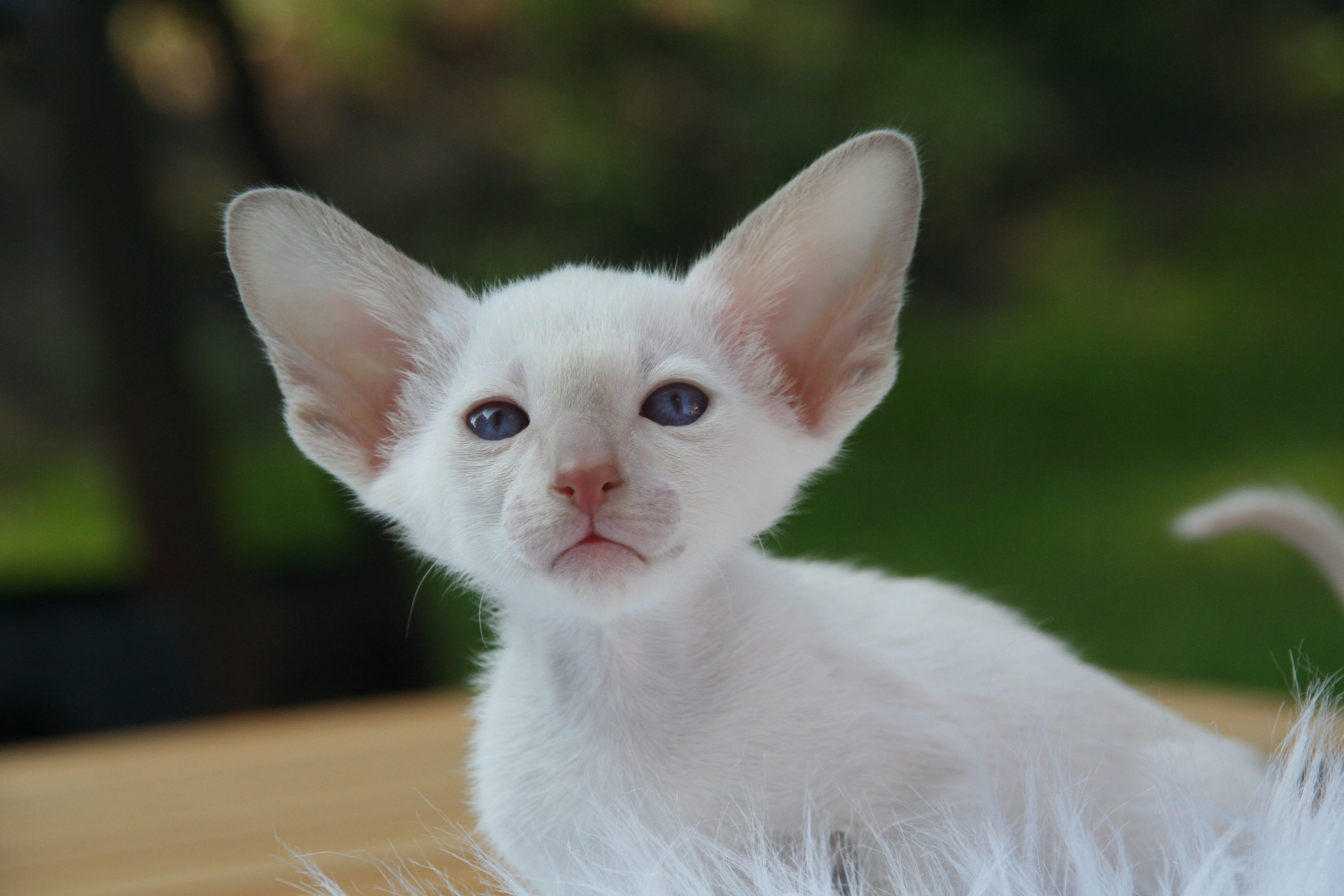 eye, carnivores, white color, blue, one animal, white, animal head, photo, animal eye, domestic Cat, small, no people, cute, nature, playful, kitten, green, HD Wallpaper