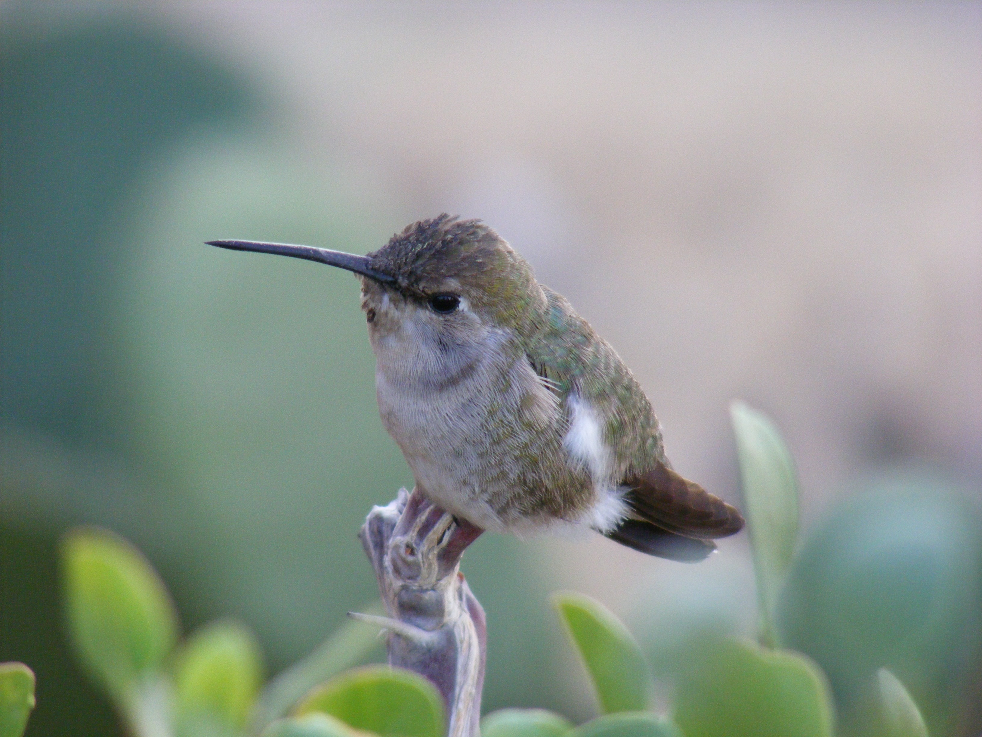 2K, day, close-up, perching, green color, vertebrate, white, animal wildlife, beak, plant, baja california, beauty in nature, growth, hummingbird, one animal, HD Wallpaper