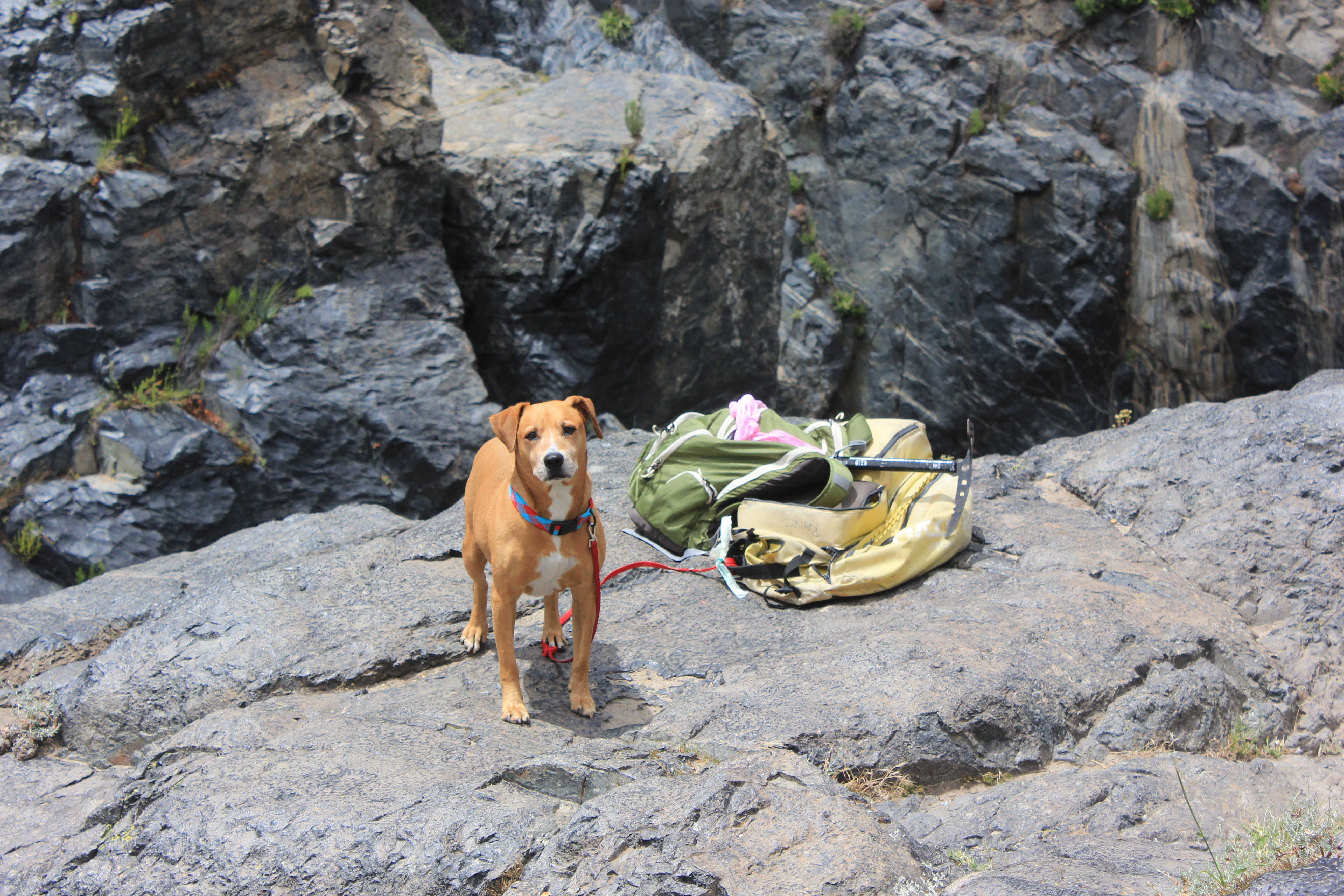 dog resting, animal, ensenada, dog, camp, bull, tijuana, no people, the jump, vertebrate, pets, day, hiking, rock - object, mammal, rest, nature, 5K, pit, HD Wallpaper