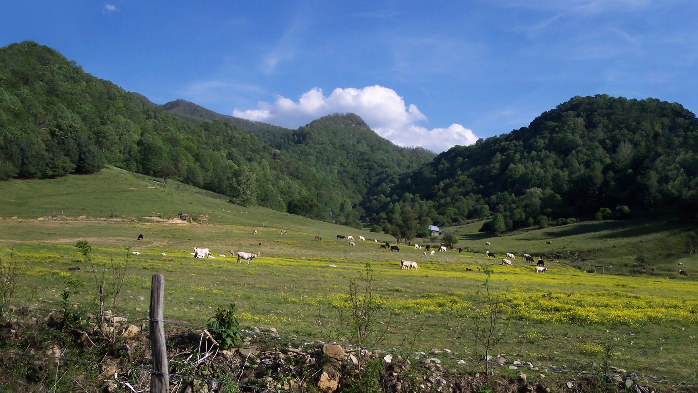 livestock, environment, animal, mammal, plant, field, domestic, sky, bucolic, agriculture, hill, no people, scenery, mountain, pasture, skyline, landscape, HD Wallpaper