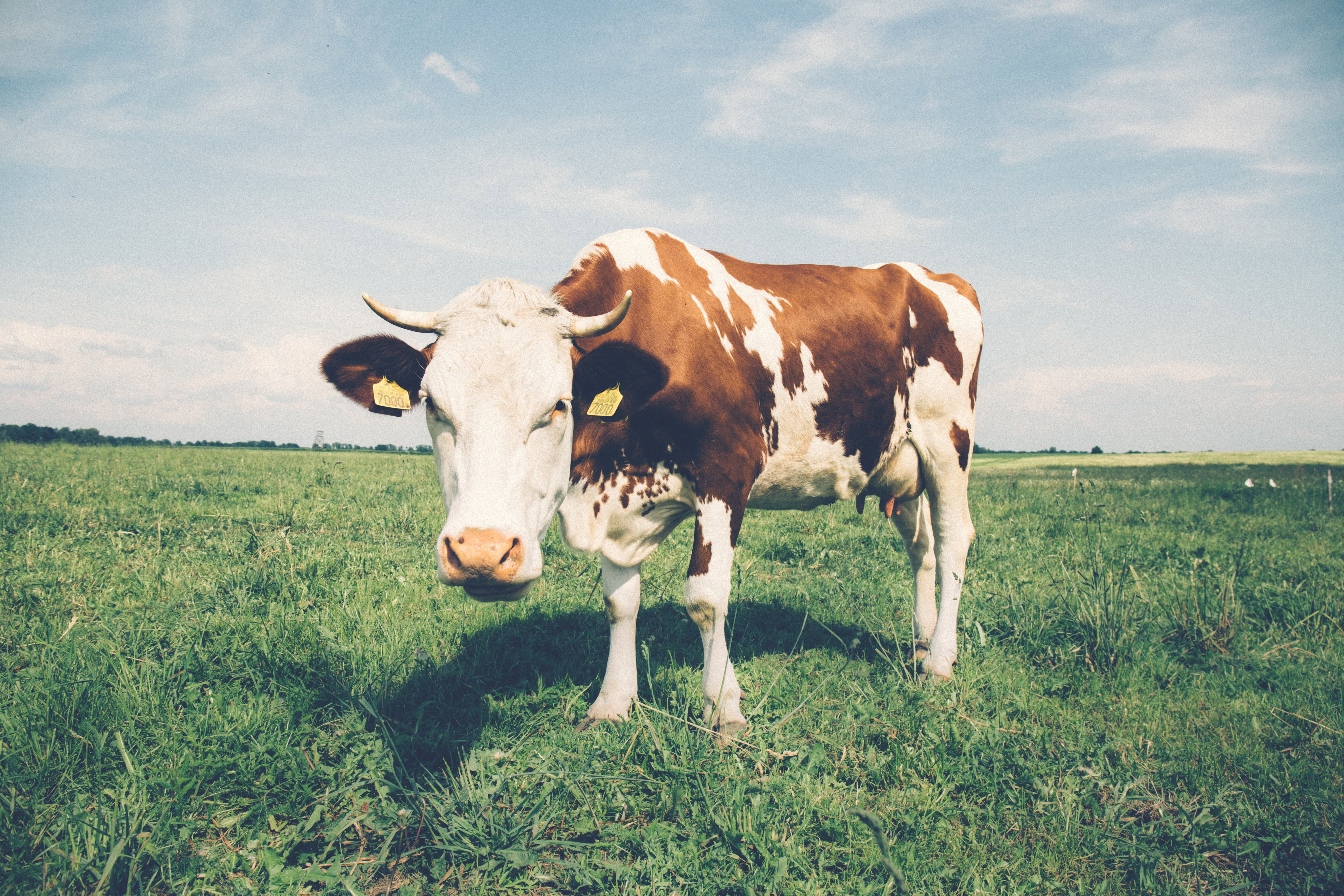 pasture, herbivorous, dairy, animal themes, rural scene, landscape, plant, land, grass, pets, taurus, brown, cow, animal, farm, grassland, mammal, graze, HD Wallpaper