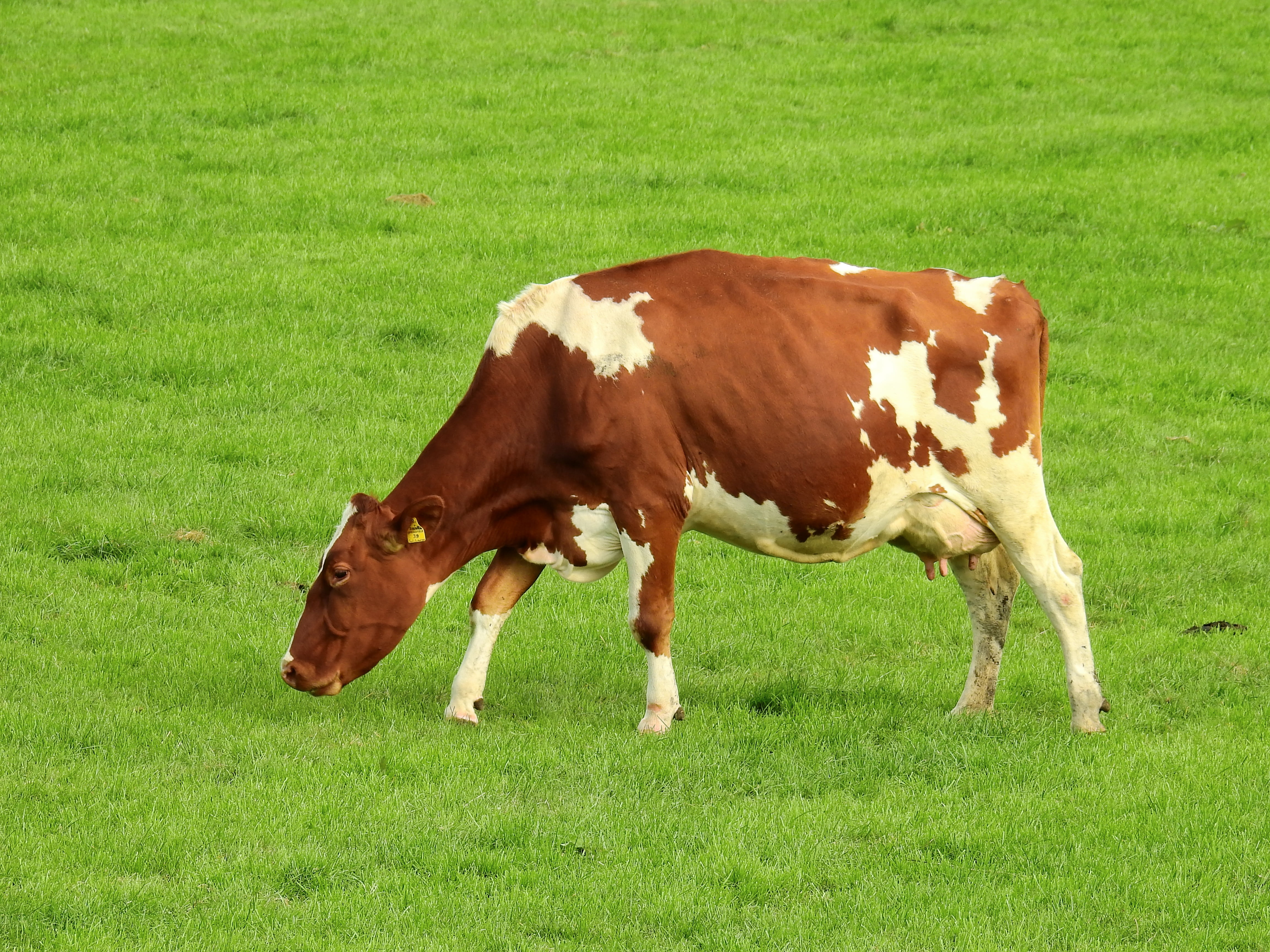 mammal, domestic animals, pasture, 4K, animal, white, animal themes, domestic, summer, green Color, brown, field, outdoors, meadow, grazing, nature, livestock, HD Wallpaper