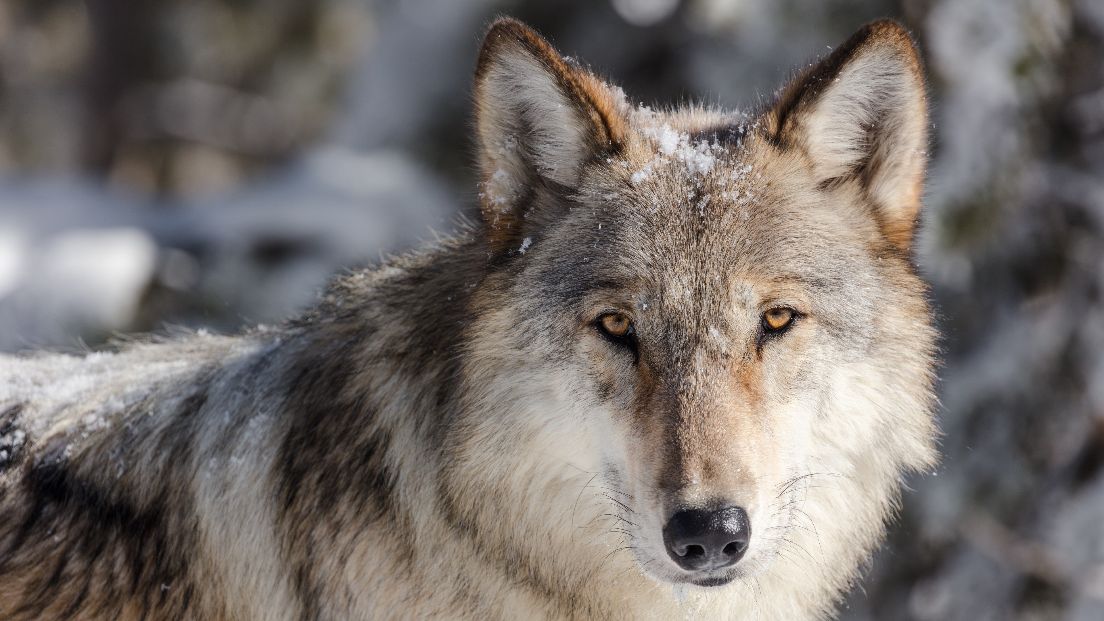 wildlife, yellowstone, wolf, mammal, yellowstone national park, 4K, HD Wallpaper