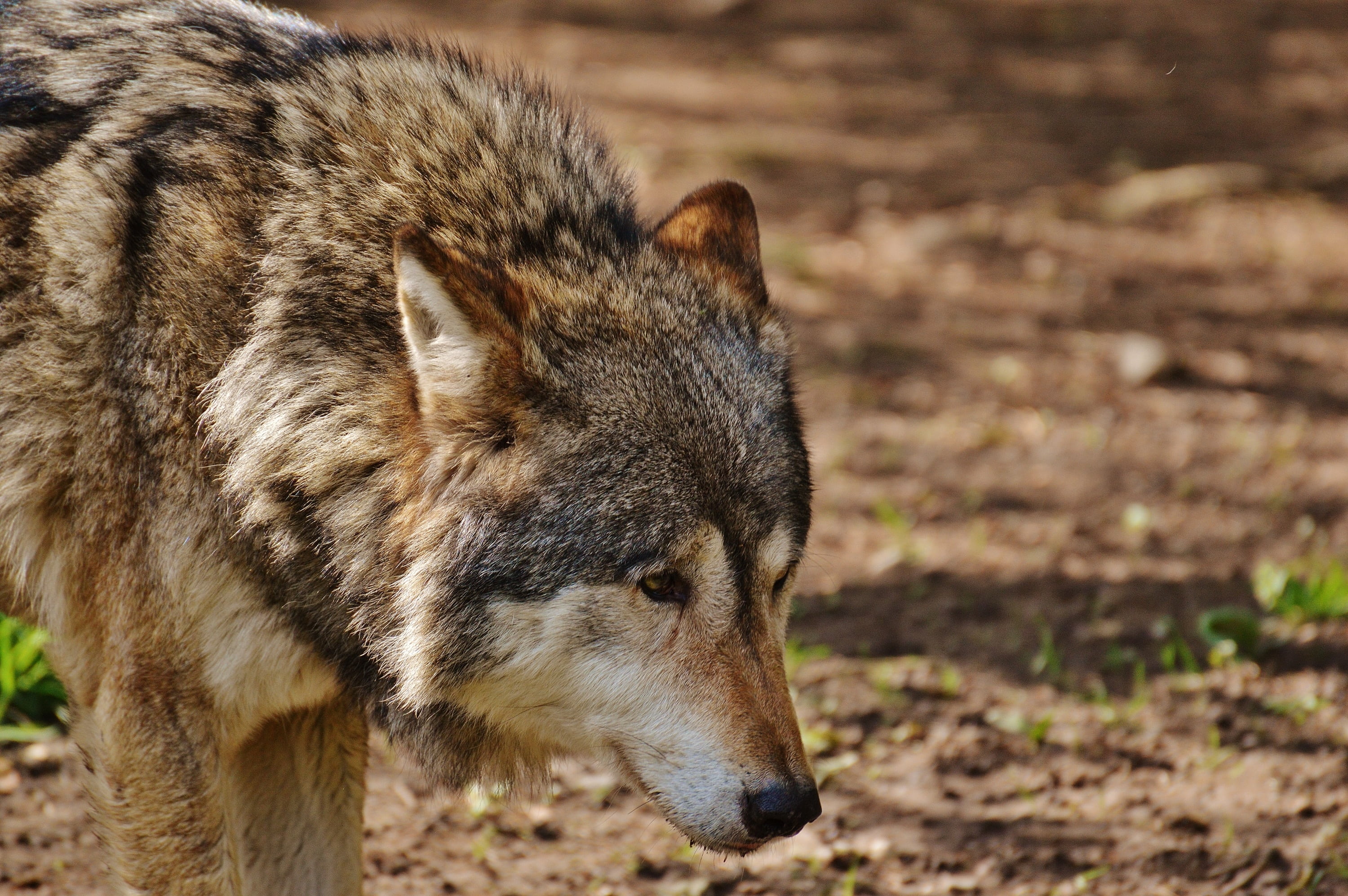 animal head, animal world, portrait, predator, no people, 2K, munich, wildlife, close-up, animal wildlife, vertebrate, domestic, brown, snout, carnivore, HD Wallpaper