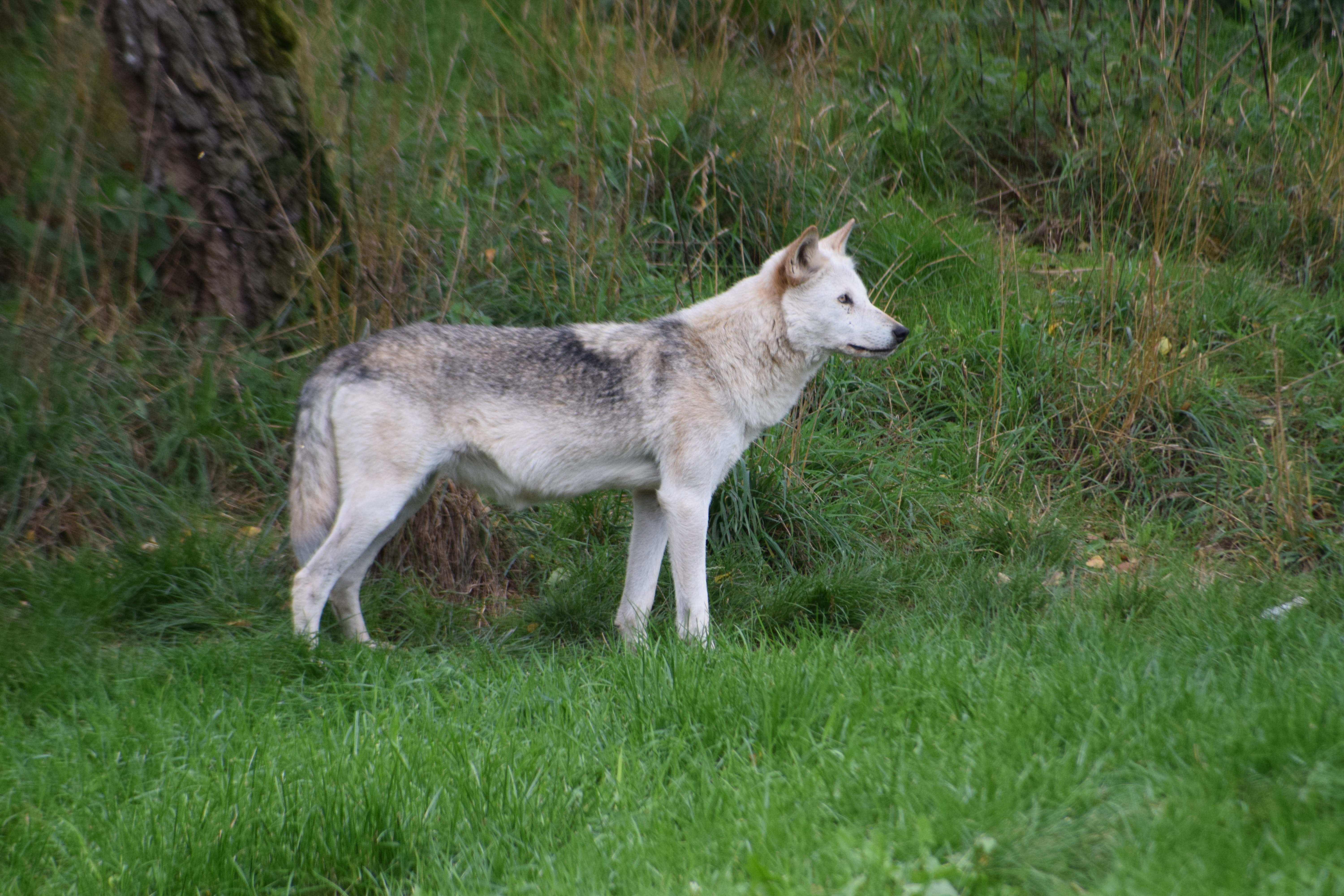 animal, domestic animals, zoo, black forest, green color, growth, wolf, field, land, one animal, wildlife park, side view, tatzmania, domestic, no people, HD Wallpaper