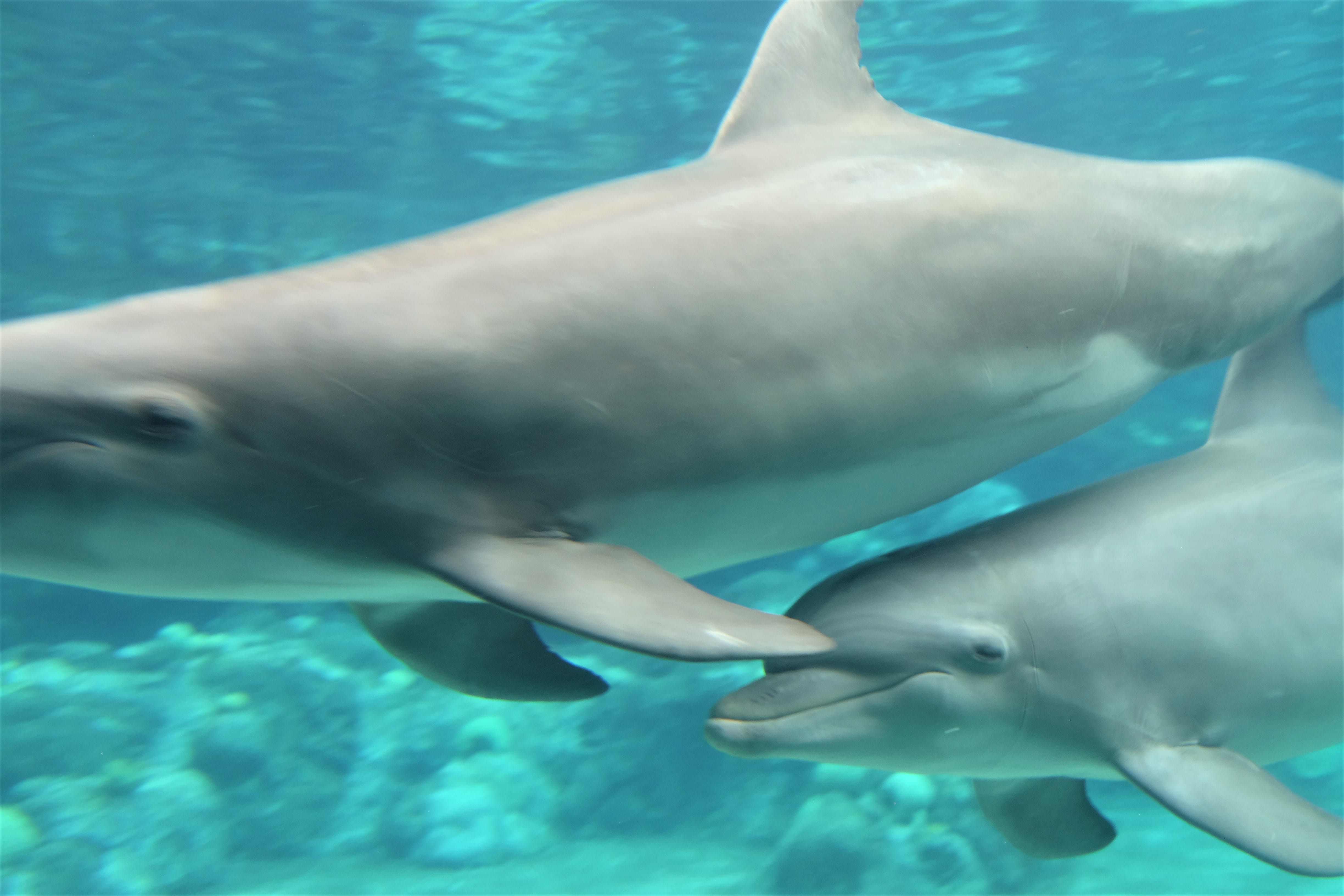4K, turquoise colored, sea, group of animals, mammal, water, amusement park, animal themes, no people, aquatic, nature, aquarium, dolphin, animals in the wild, HD Wallpaper