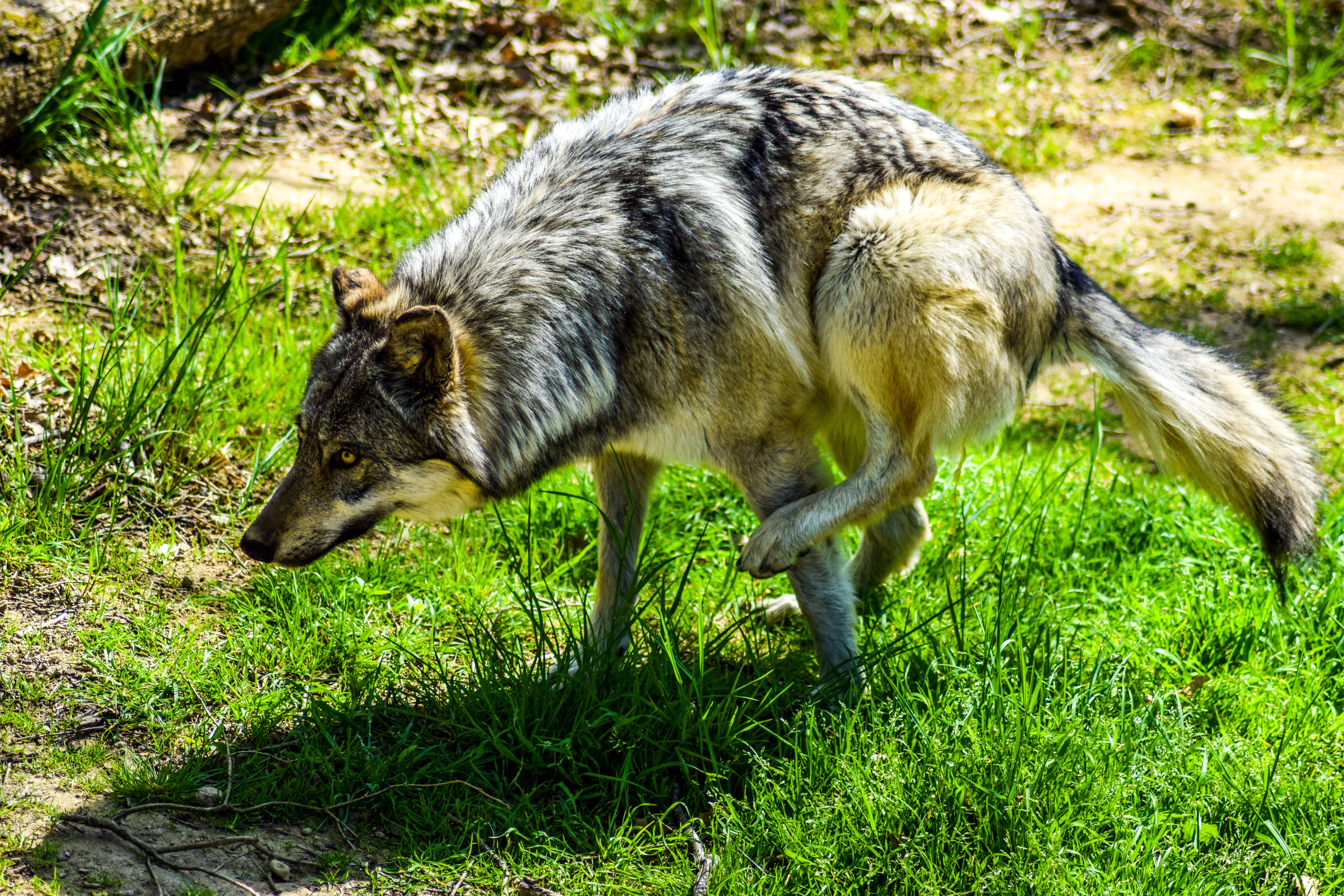 animal themes, 5K, carnivore, one animal, domestic, nature, pets, side view, green color, Zoo, paugres, animal park, Animals, vertebrate, animal wildlife, HD Wallpaper