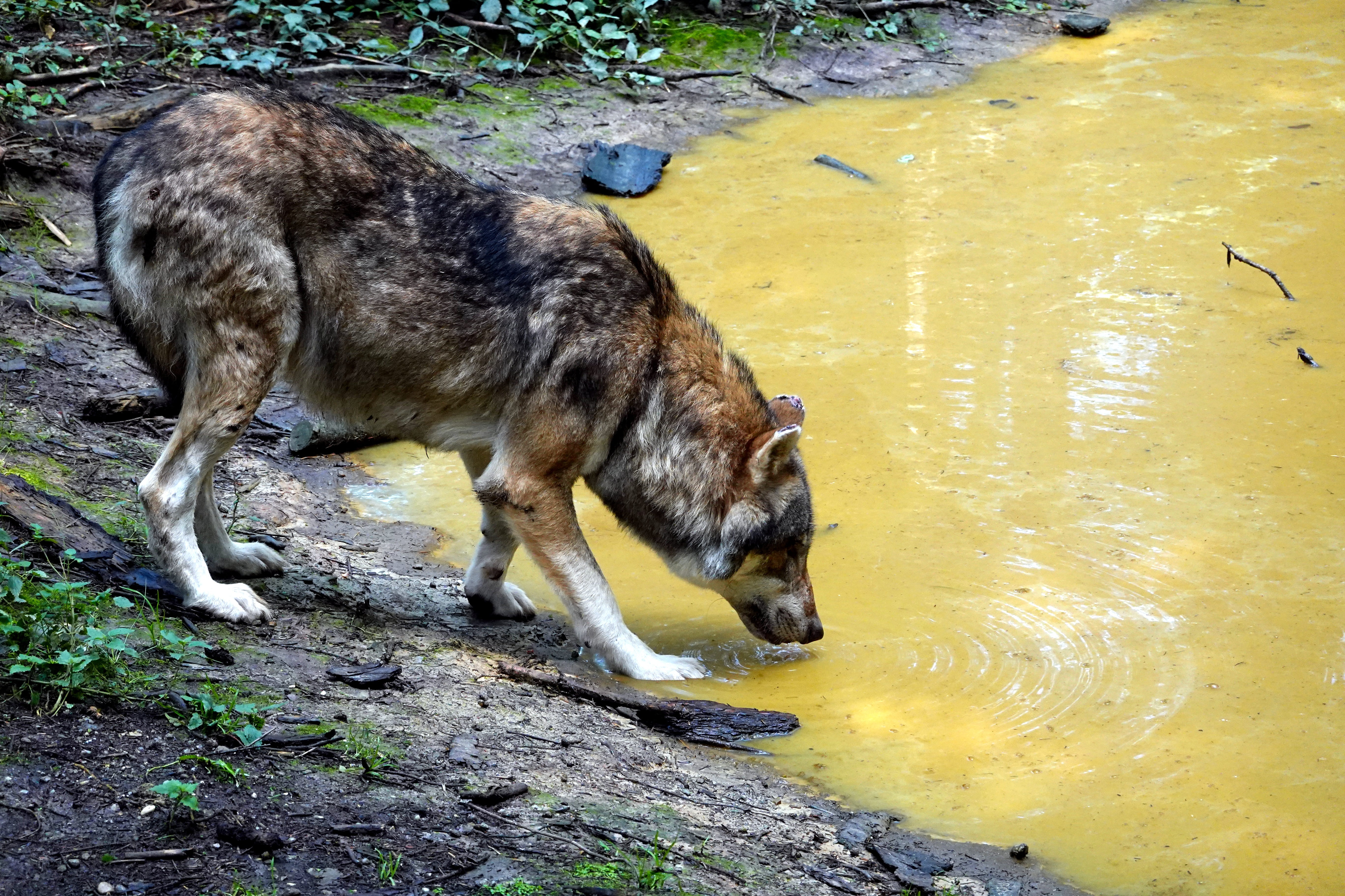 drink, predator, one animal, no people, vertebrate, animal world, wild, water, animal, wolf, domestic, animal wildlife, day, mammal, lake, wild animal, HD Wallpaper