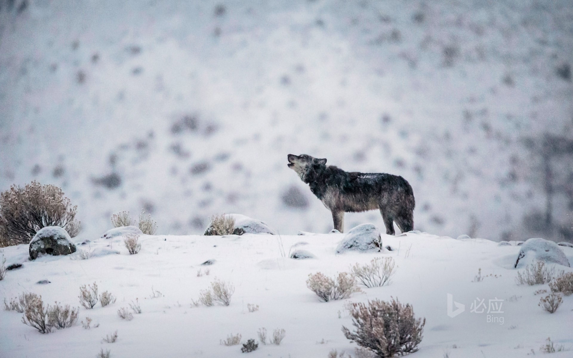 no people, one animal, field, nature, animal wildlife, animals in the wild, animal, gray, 1080P, snowing, wyoming, white color, mammal, animal themes, HD Wallpaper