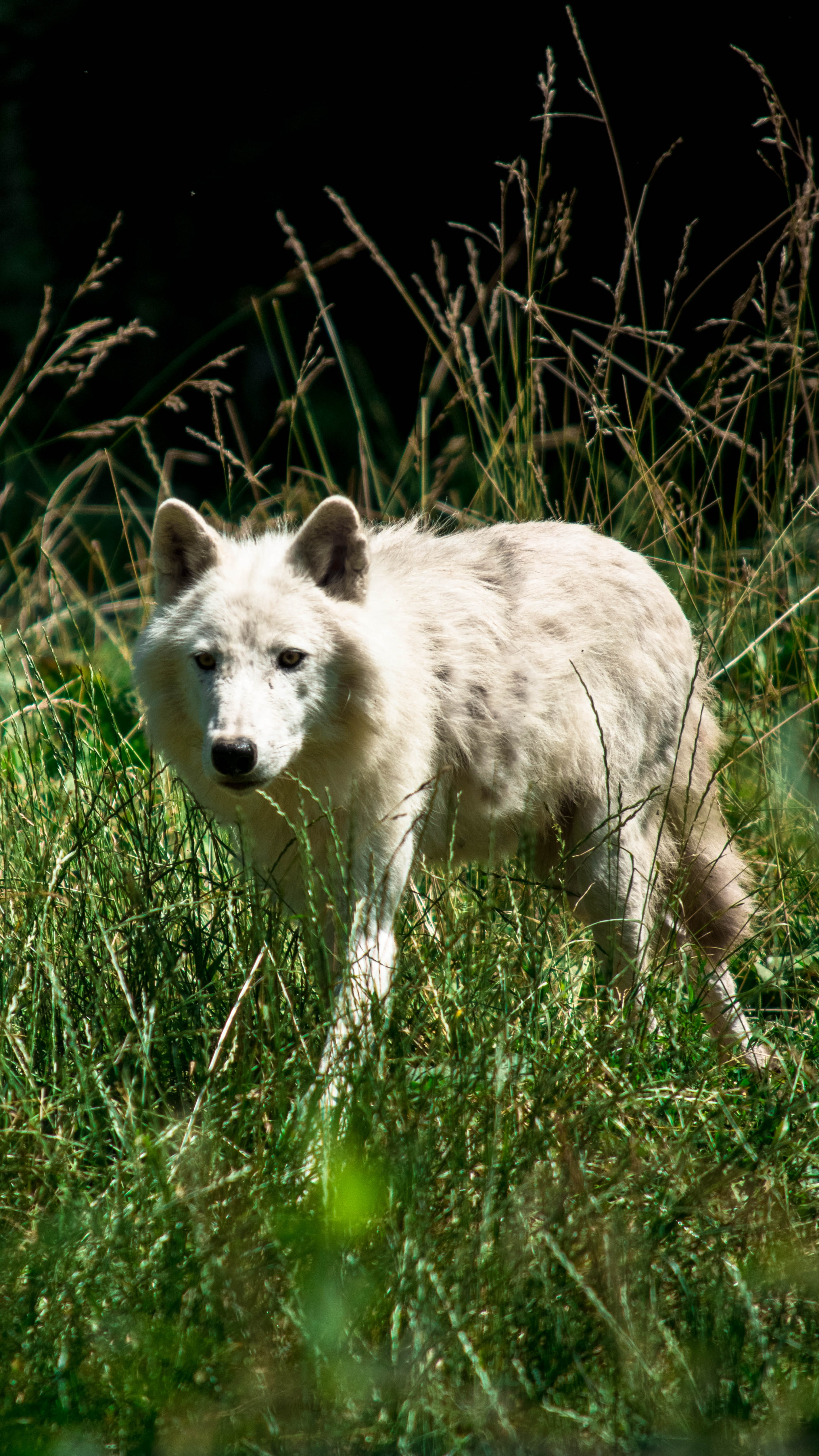vertebrate, grass, 4K, selective focus, nature, domestic, domestic animals, no people, canine, mammal, white, field, day, black, animal themes, wolf, land, Phone HD Wallpaper