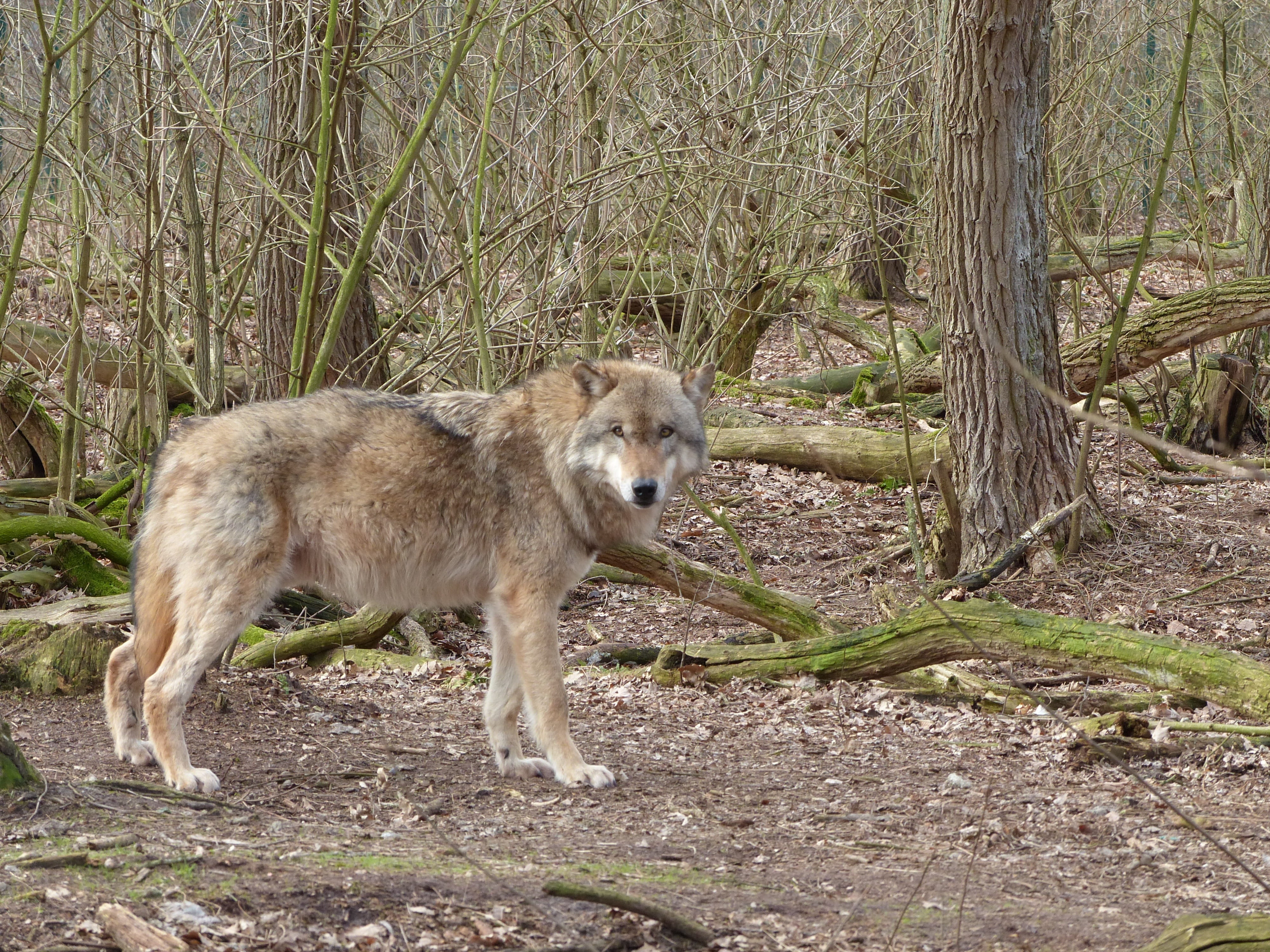 mammal, field, animals In The Wild, wildlife park, animal themes, Predator, wildlife, wild, wild animal, Nature, Wolf, land, tree, 4K, dog, full length, HD Wallpaper