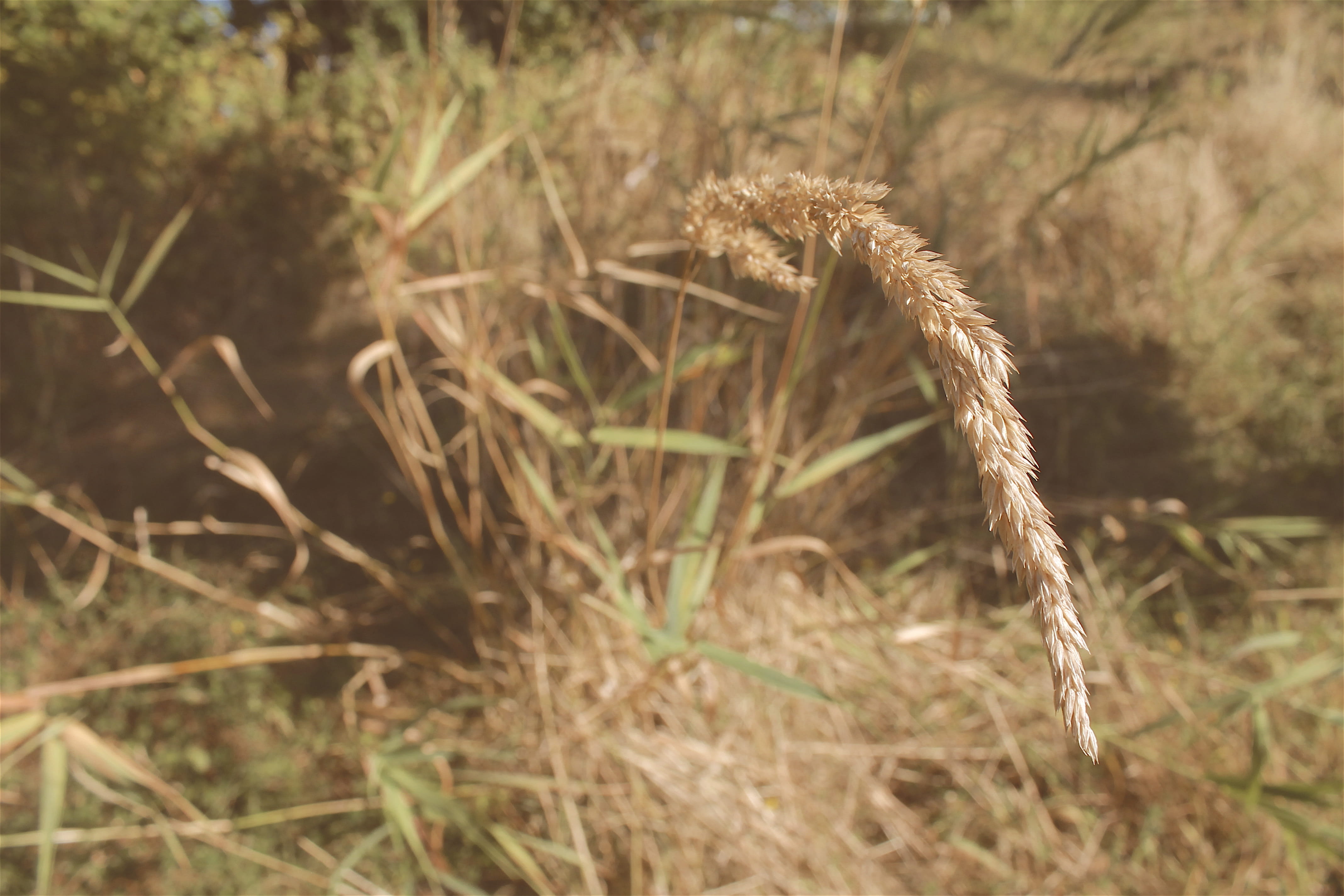 plant, sunlight, field, outdoors, day, yellow, tan, dry, grass, 4K, tranquility, nature, focus on foreground, no people, brown, summer, battle ground, HD Wallpaper