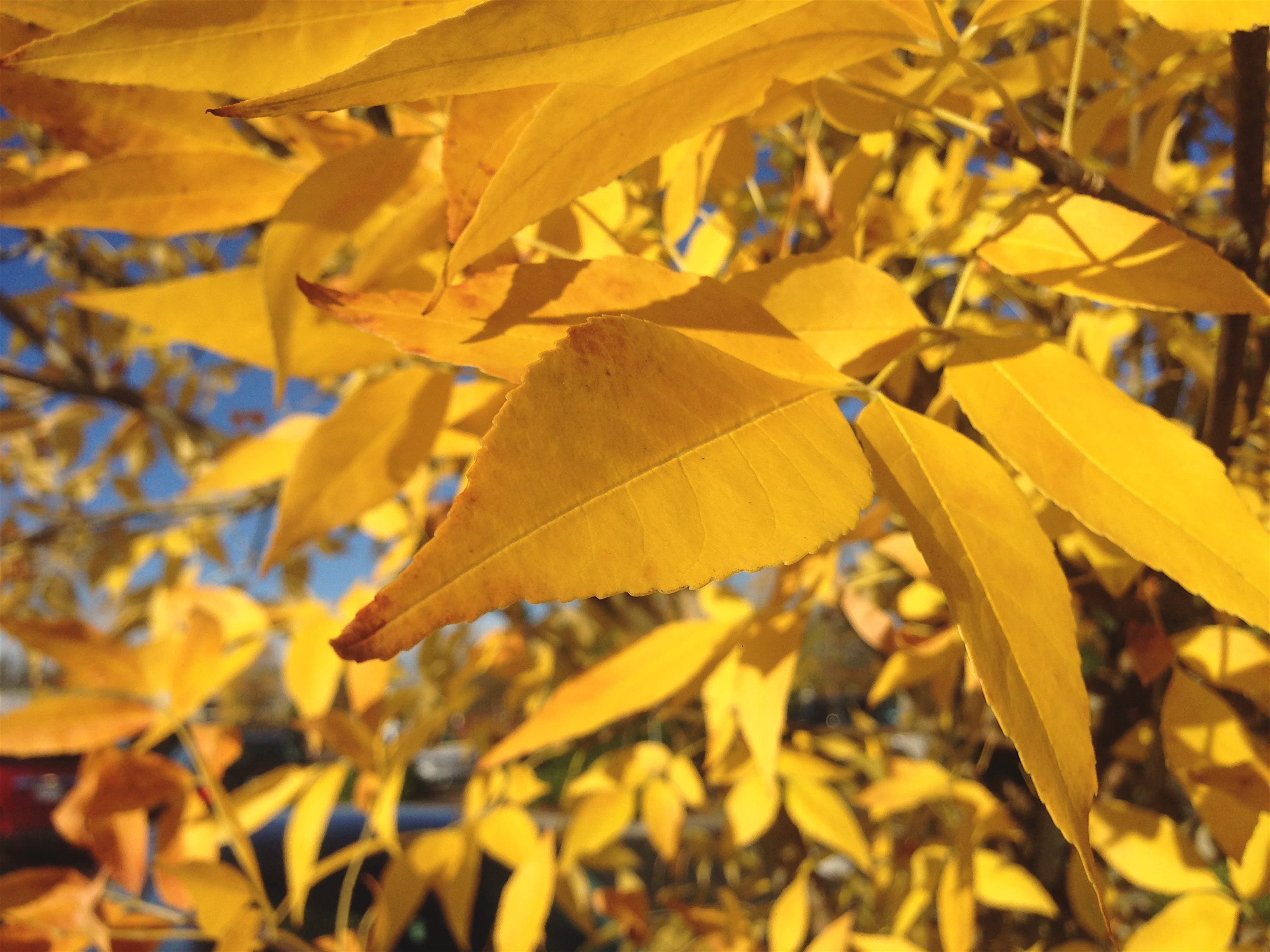 united states, day, tree, plant, iphone, photography, sunlight, no people, outdoors, leaves, natural condition, beauty in nature, yellow, growth, autumn, HD Wallpaper