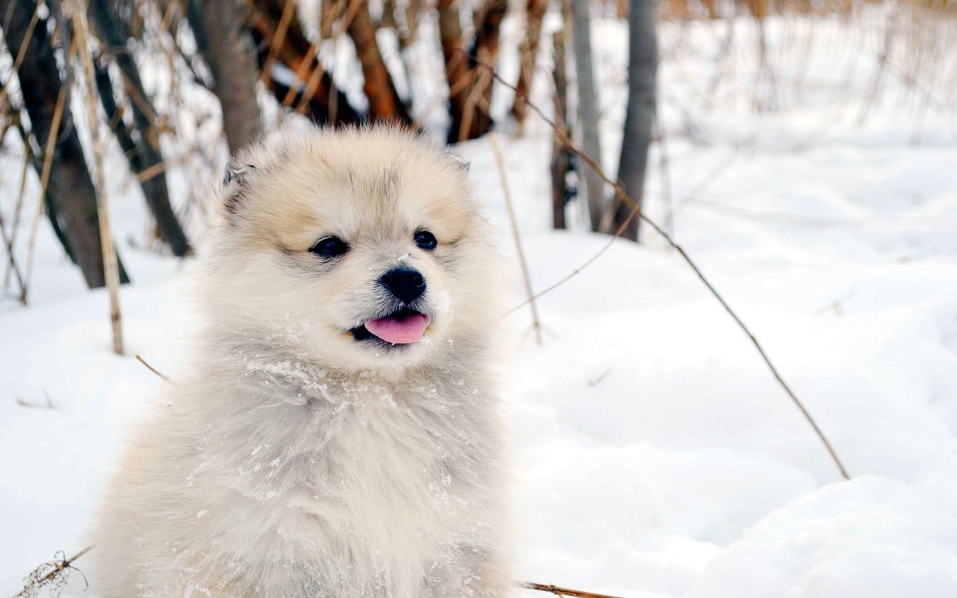 focus on foreground, mouth open, covering, domestic Animals, animal, looking, animal themes, white color, friendship, fluffy, playful, spitz-Type Dog, beauty In Nature, HD Wallpaper