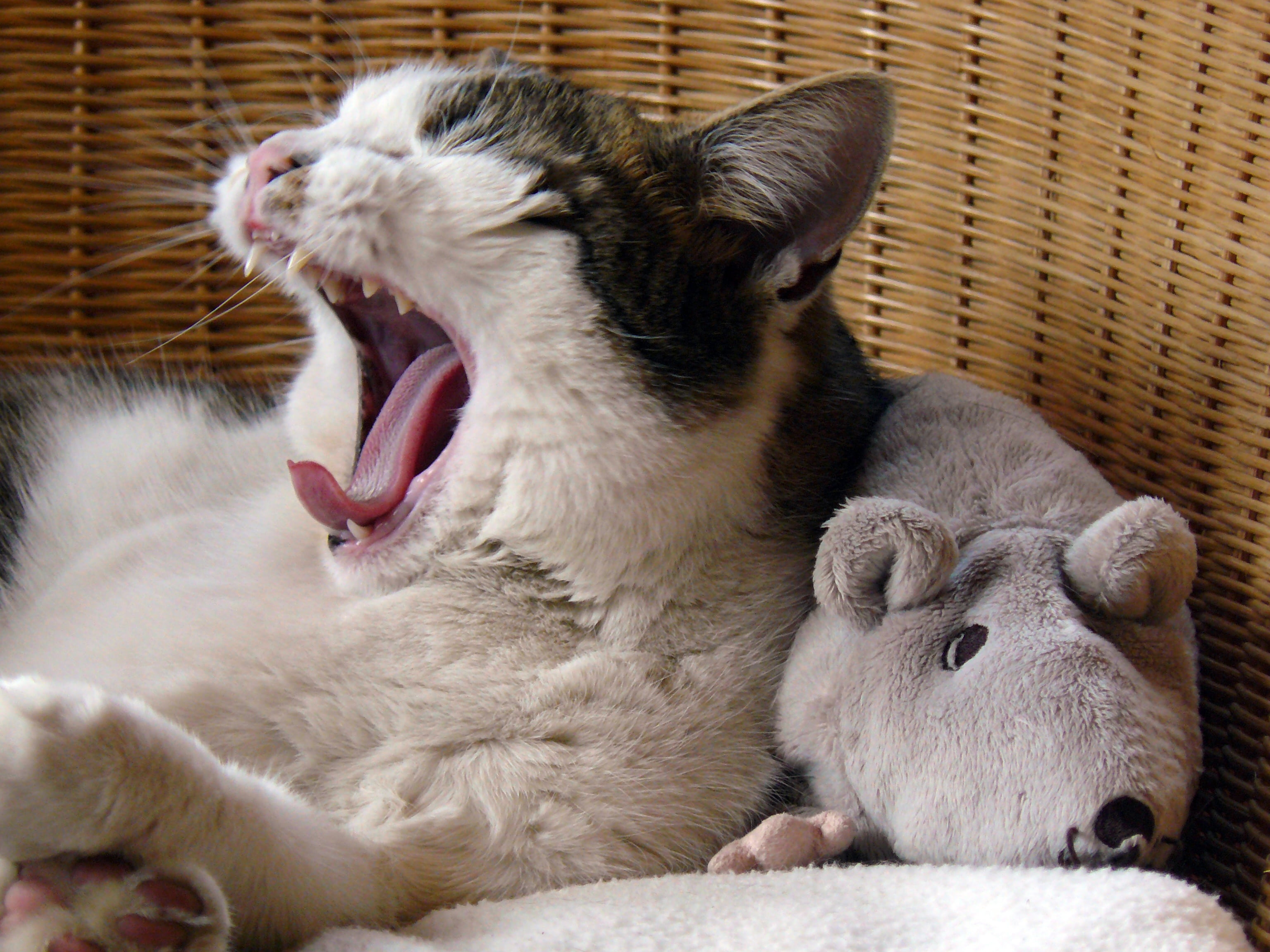 yawn, vertebrate, relaxation, play, enjoy, domestic Cat, stuffed animal, cuddly, animal mouth, pets, no people, domestic, mouse, relaxed, cat, facial expression, HD Wallpaper