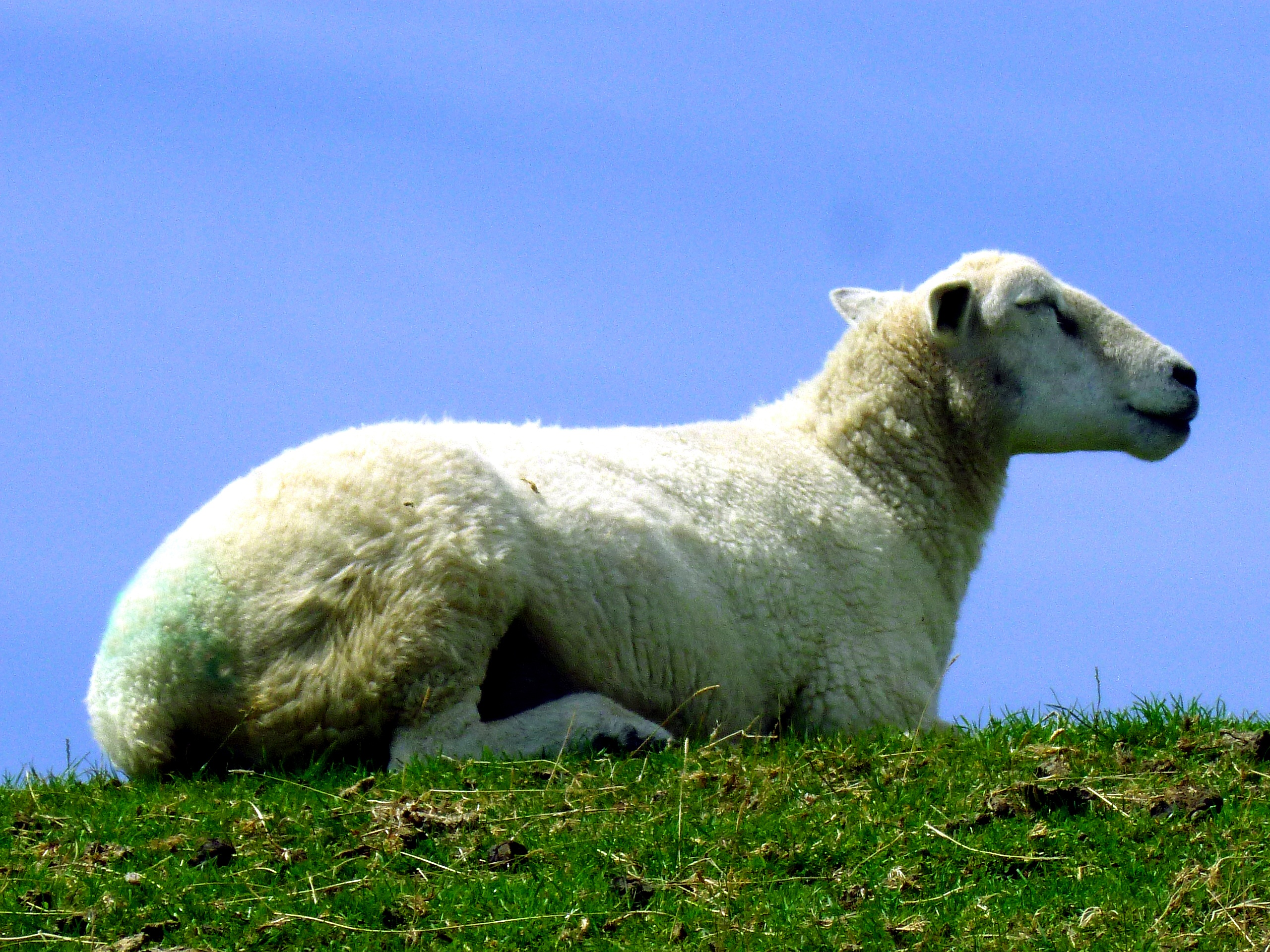 clear sky, out, white, plant, animal, creature, pets, herbivorous, one animal, day, livestock, female, animal wildlife, meadow, animals in the wild, relaxation, HD Wallpaper