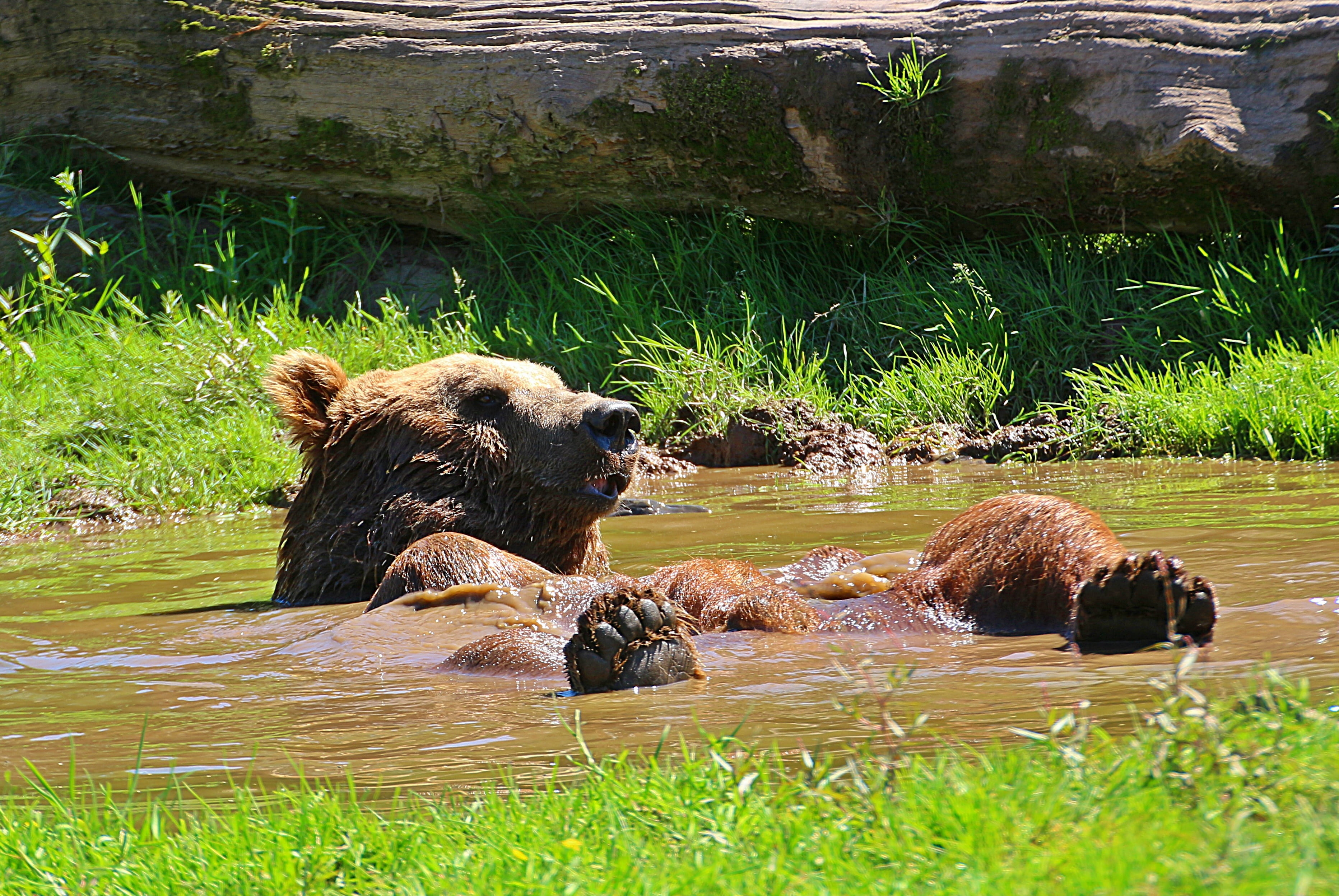 water, animal, lying, brown Bear, cool down, day, animal head, bears, mammal, two animals, animal themes, river, cozy, bear, animal wildlife, nature, animals In The Wild, HD Wallpaper