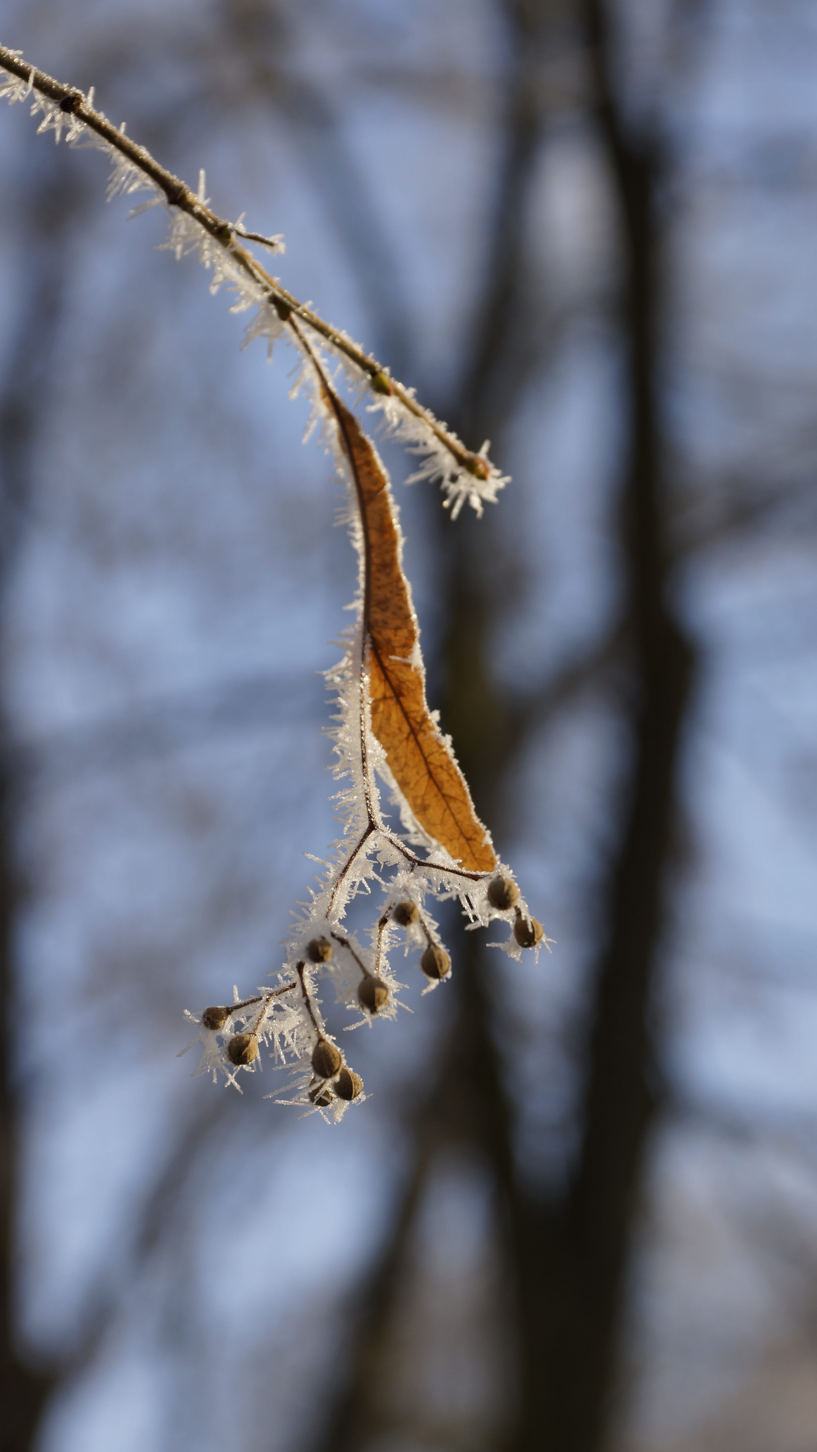 day, white, beauty in nature, dried, frozen, crystal, selective focus, leaf, fruit, frost, resting, nature, dormant, focus on foreground, branch, tree, Phone HD Wallpaper