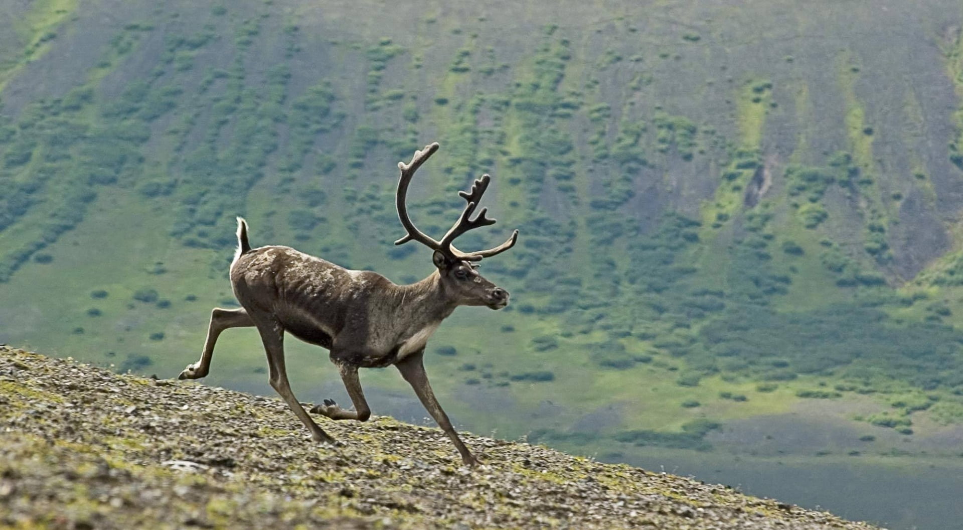 alaska, 1080P, full length, animal wildlife, caldera, animals in the wild, one animal, animal, mammal, usa, volcano, running, vertebrate, wildlife, grass, HD Wallpaper
