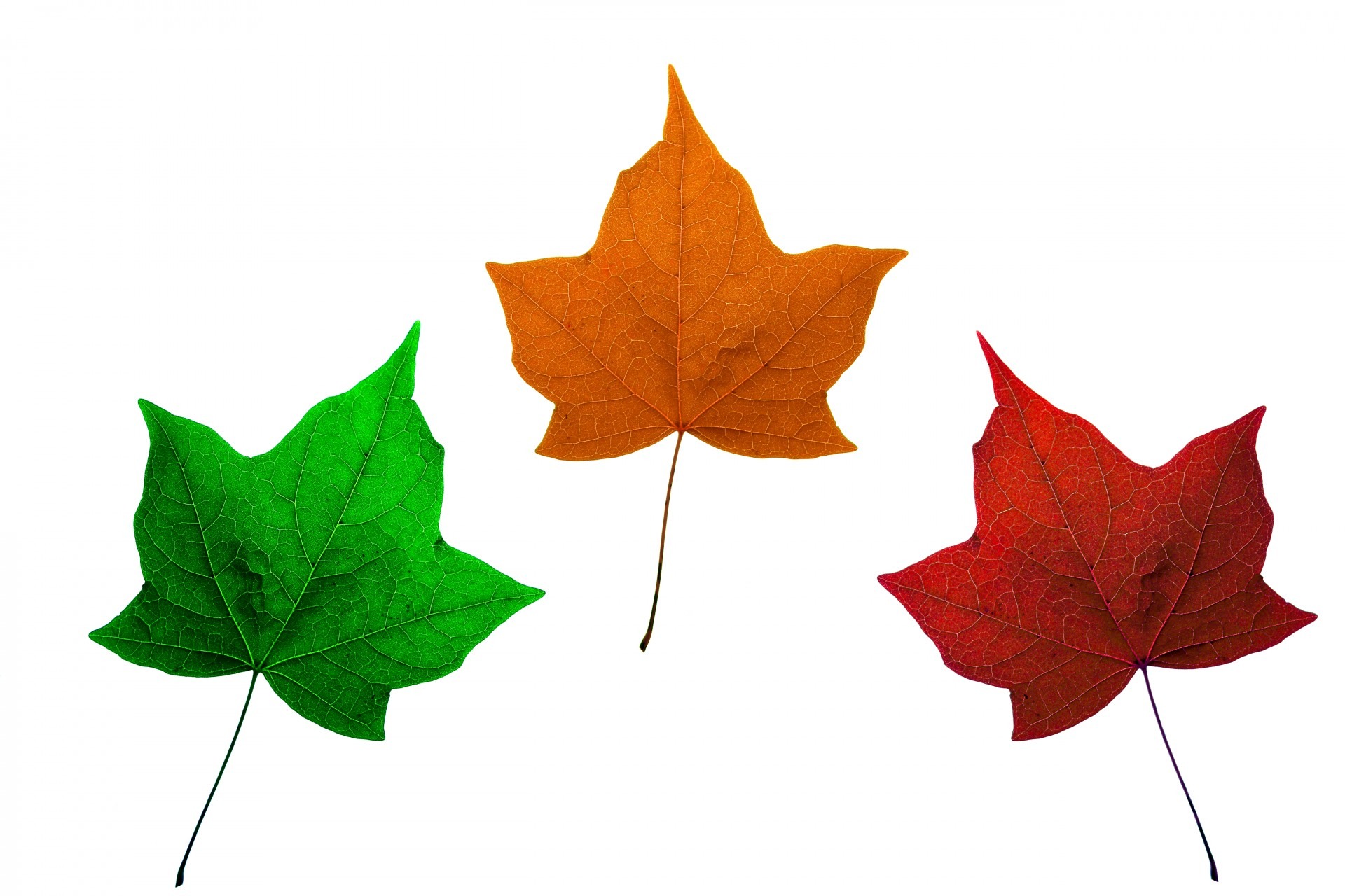 red, leaf, maple leaf, maple leaves, autumn, 1080P, dry, isolated, green color, beauty in nature, indoors, fall, no people, green, nature, white background, HD Wallpaper