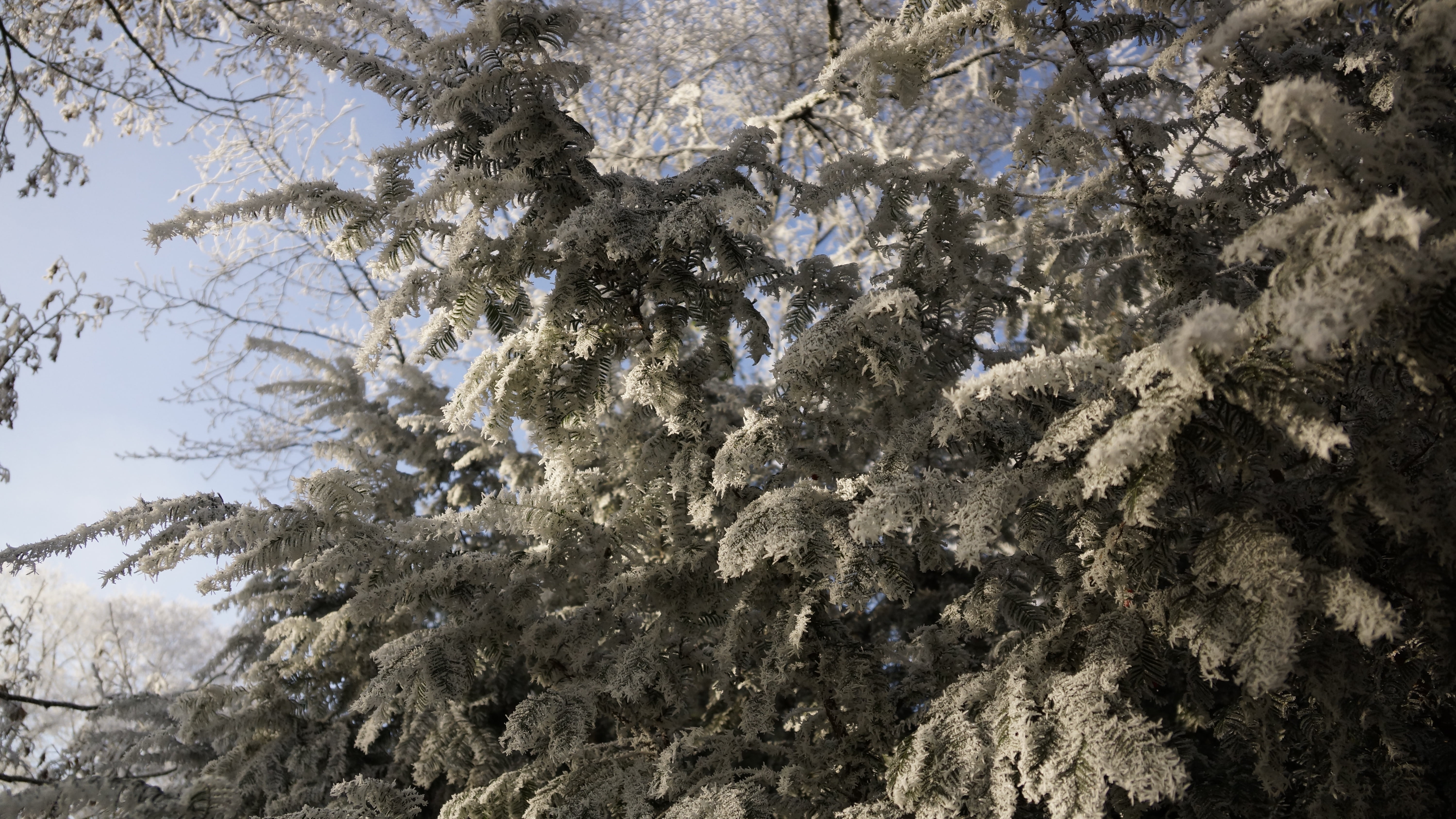 dormant, fir-tree, non-urban scene, cold temperature, no people, plant, beauty in nature, ice, snow, fir, winter, frozen, scenics - nature, evergreen, tree, HD Wallpaper