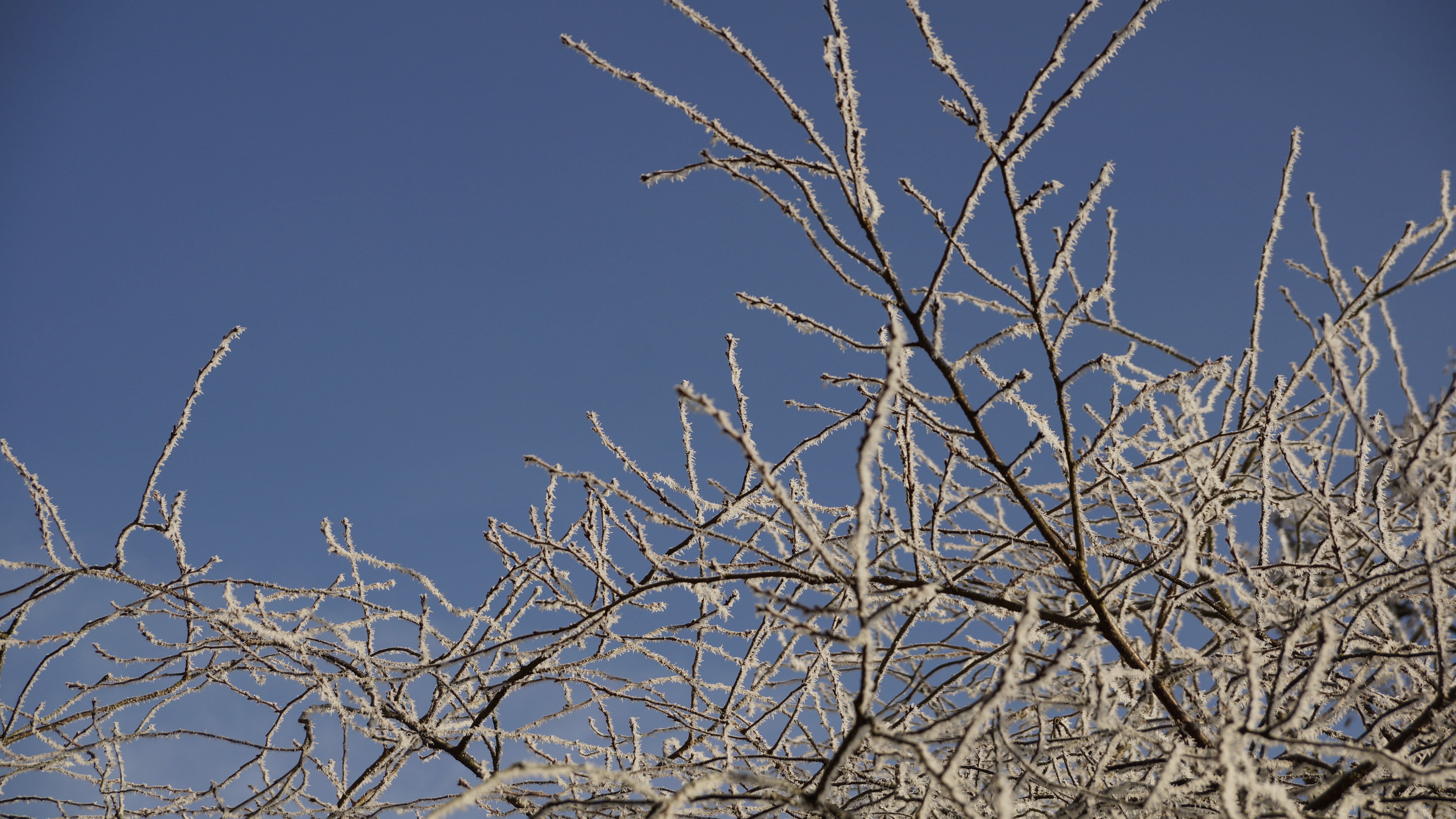 5K, day, dead plant, bare tree, park, blue, sky, sunny, white, vertebrate, frost, plant, snow, forest, branch, winter, no people, tree, ice, nature, dormant, HD Wallpaper