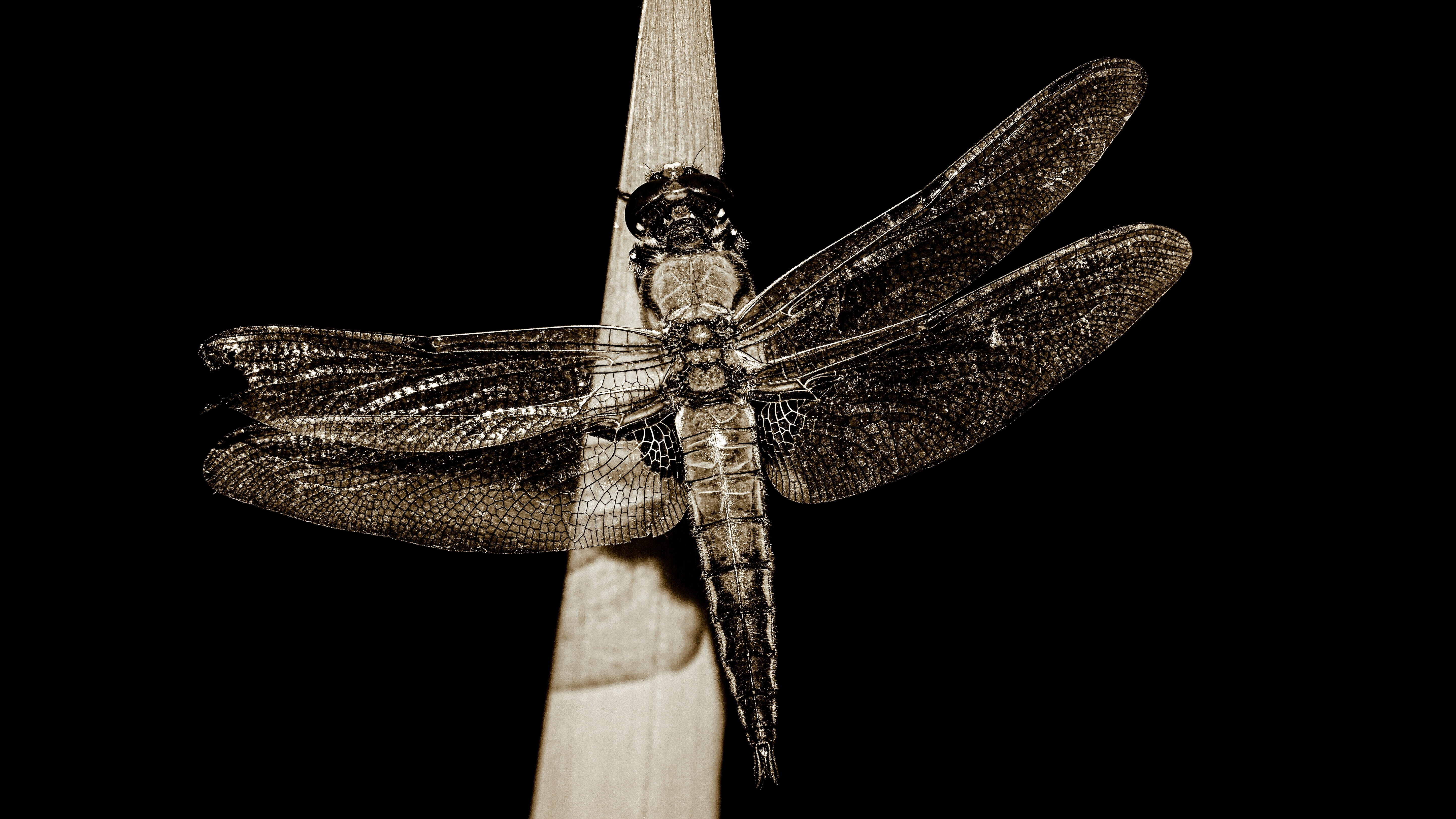 black background, 5K, invertebrate, animal eye, no people, animal world, dormant, live, white, animal wildlife, insect, zoology, wing, animal, animals in the wild, HD Wallpaper