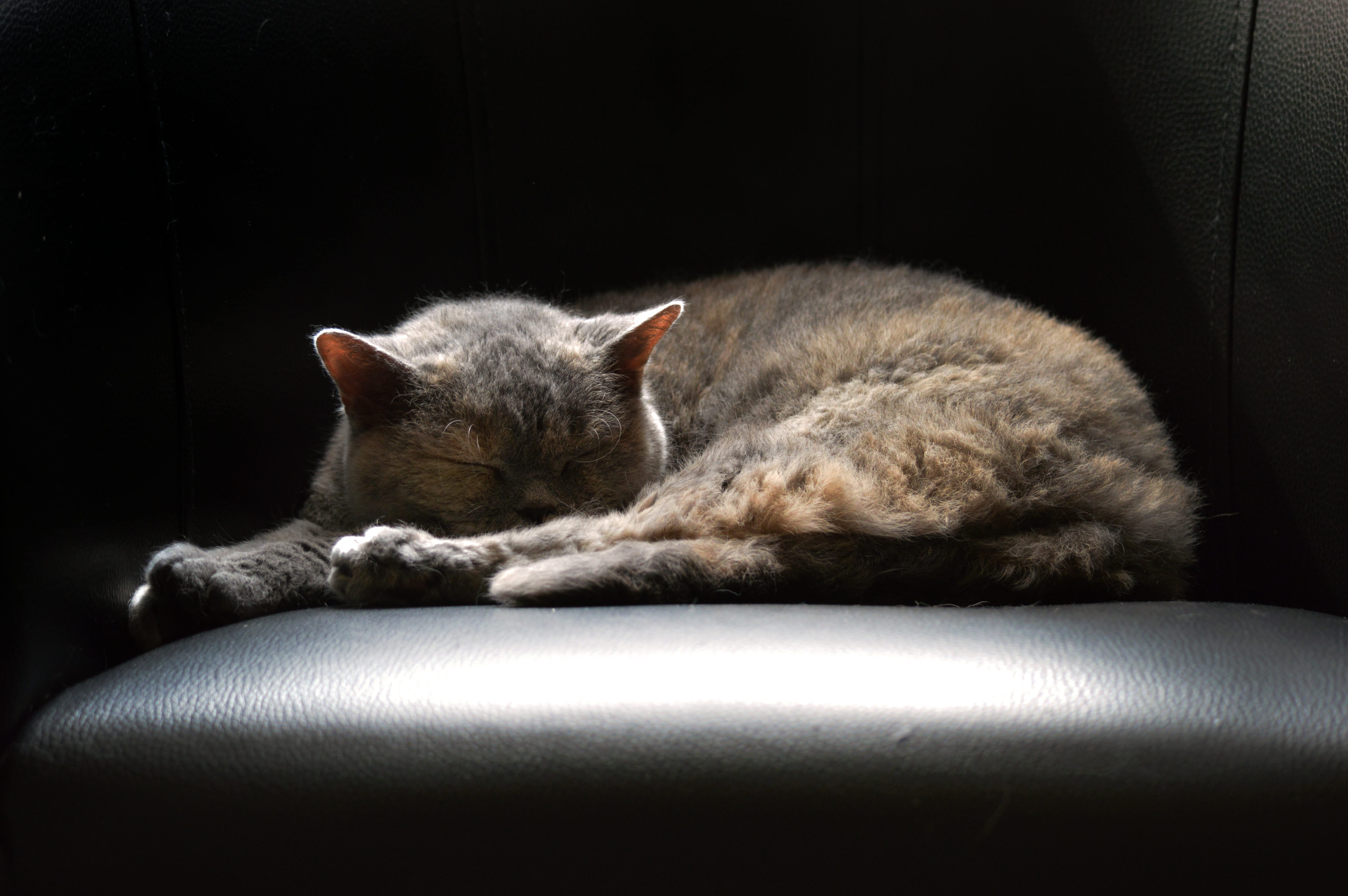 black, sweet, vertebrate, leather, sleepy, sleep, sleeping, indoors, black background, resting, mammal, lying down, cozy, cuddly, cat, cute, relaxation, HD Wallpaper