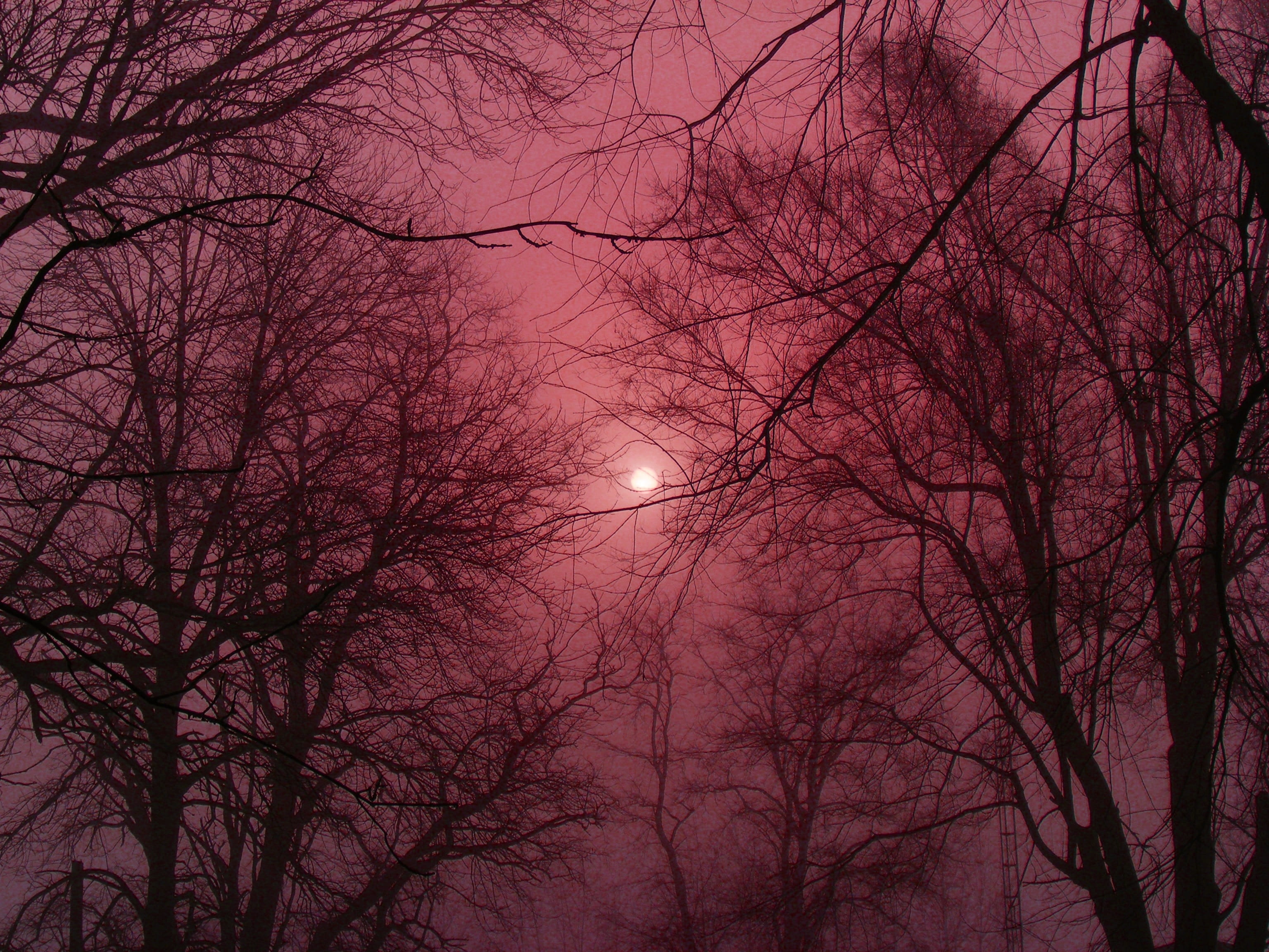 branches, winter, tiffin, tranquil scene, mist, trees, sunset, hour, outdoors, moonlight, plant, outside, tree, backgrounds, bare tree, moon, ohio, 2K, HD Wallpaper