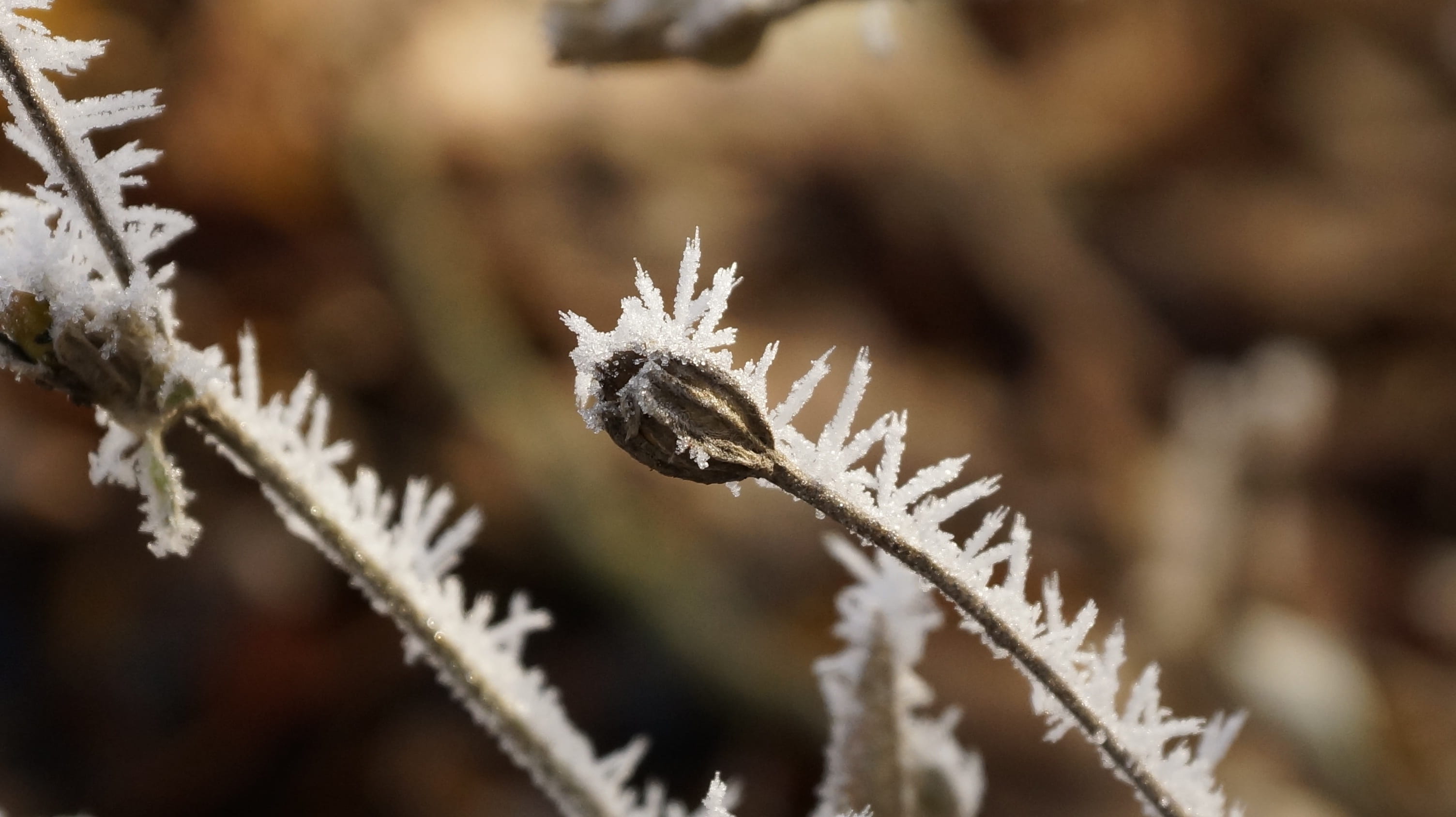cold temperature, resting, seeds, crystal, growth, plant, pine tree, flower, day, close-up, focus on foreground, twig, vulnerability, nature, frost, grass, HD Wallpaper