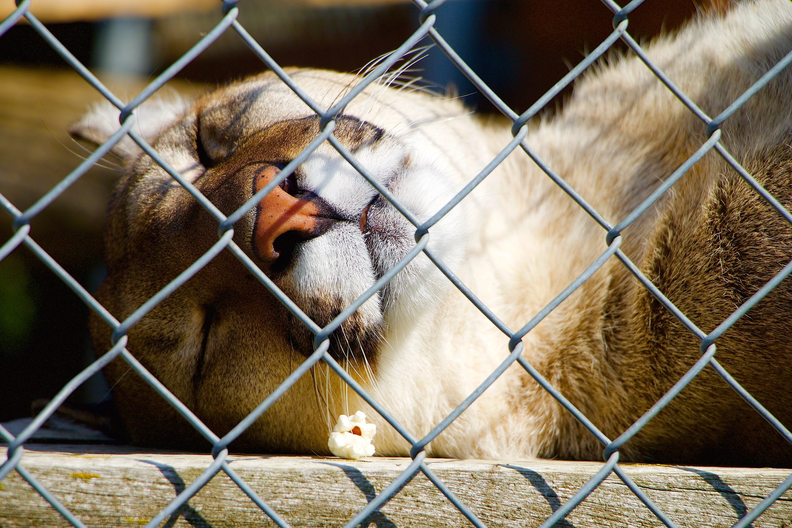 cage, undomesticated cat, no people, portrait, vertebrate, sleeping, fence, one animal, mammal, metal, cat, 2K, animal head, boundary, puma, animal body part, HD Wallpaper