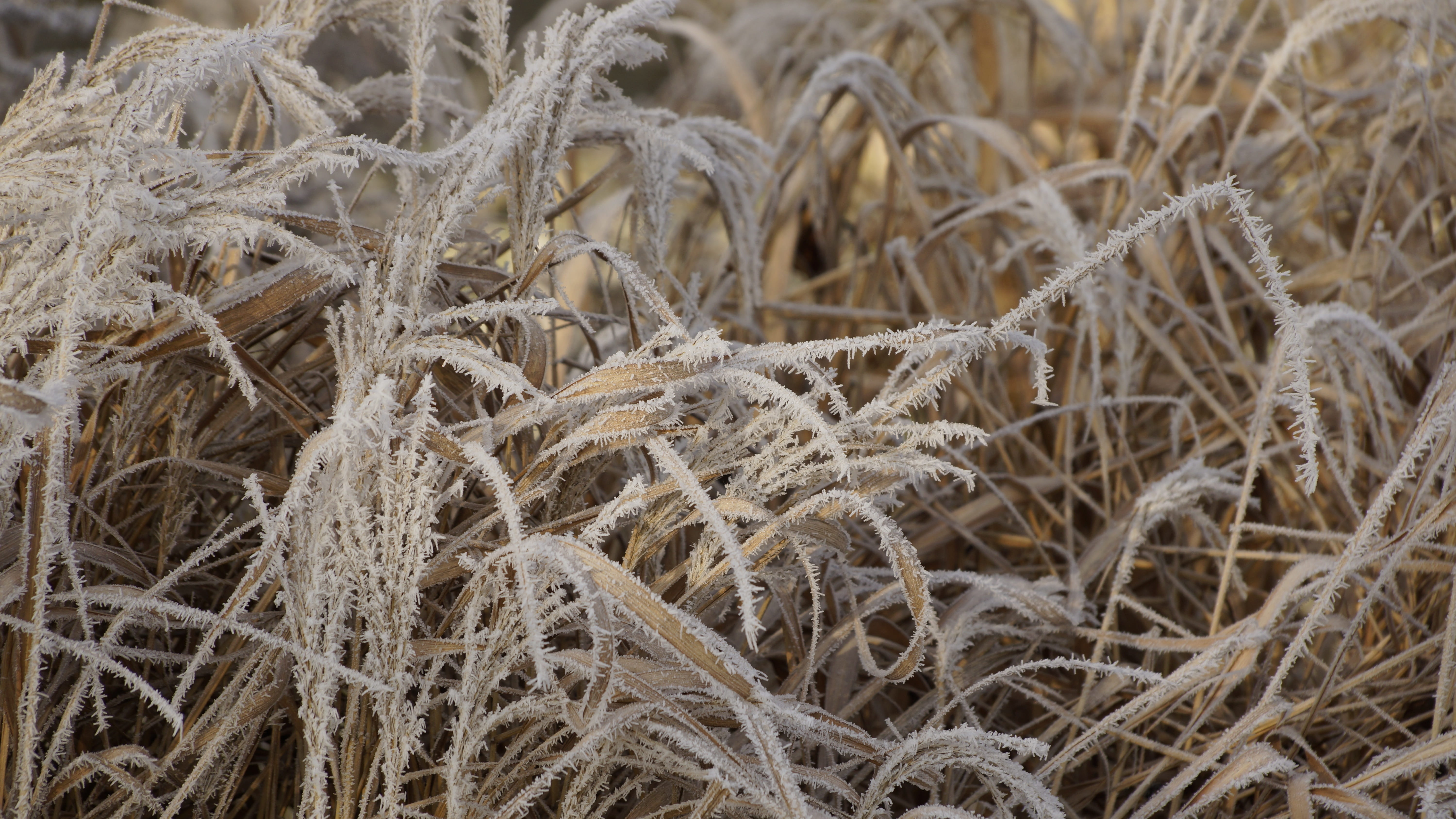 sunlight, snow, ice, agriculture, sunny, full frame, winter, tranquility, focus on foreground, Leaves, cold, Dried, dry, 5K, no people, backgrounds, close-up, HD Wallpaper