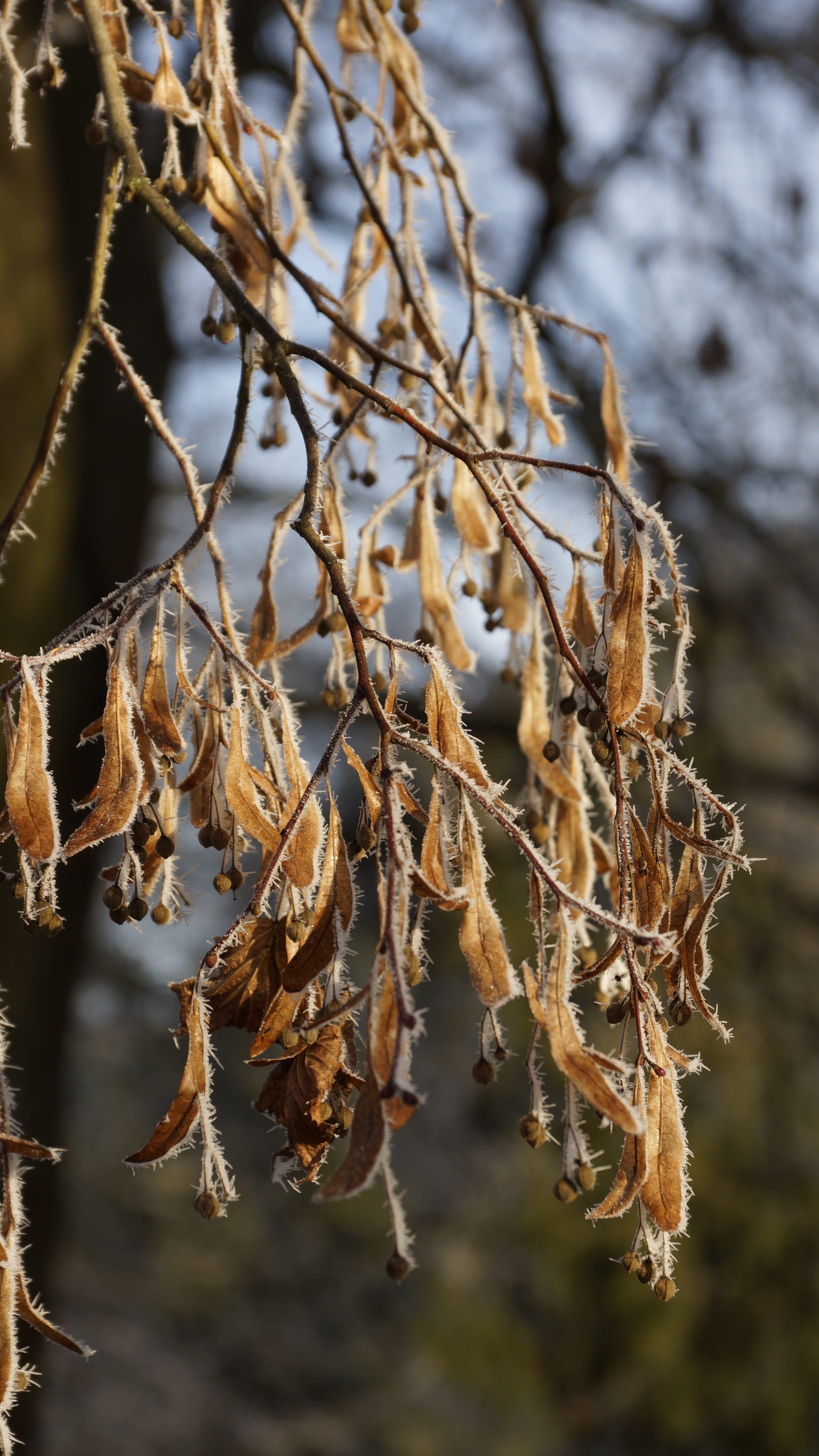 winter, vulnerability, outdoors, dry, cold, snow, tranquility, Lime Tree, cold temperature, resting, plant, wilted plant, brown, focus on foreground, twig, Phone HD Wallpaper