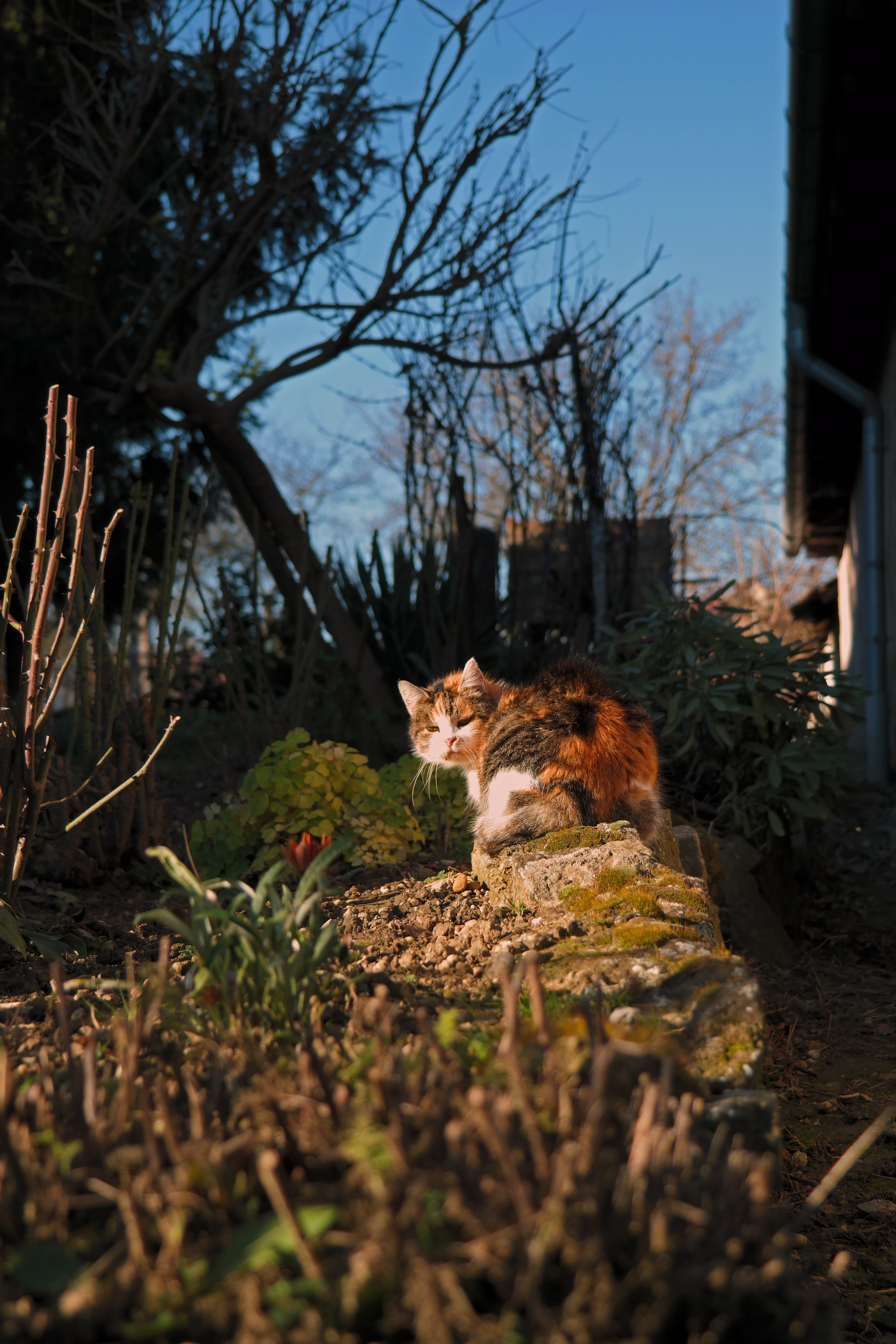 field, mammal, comfortable, domestic, Tabby, pets, vertebrate, Kitten, no people, domestic animals, plant, nature, surface level, selective focus, dormant, Phone HD Wallpaper