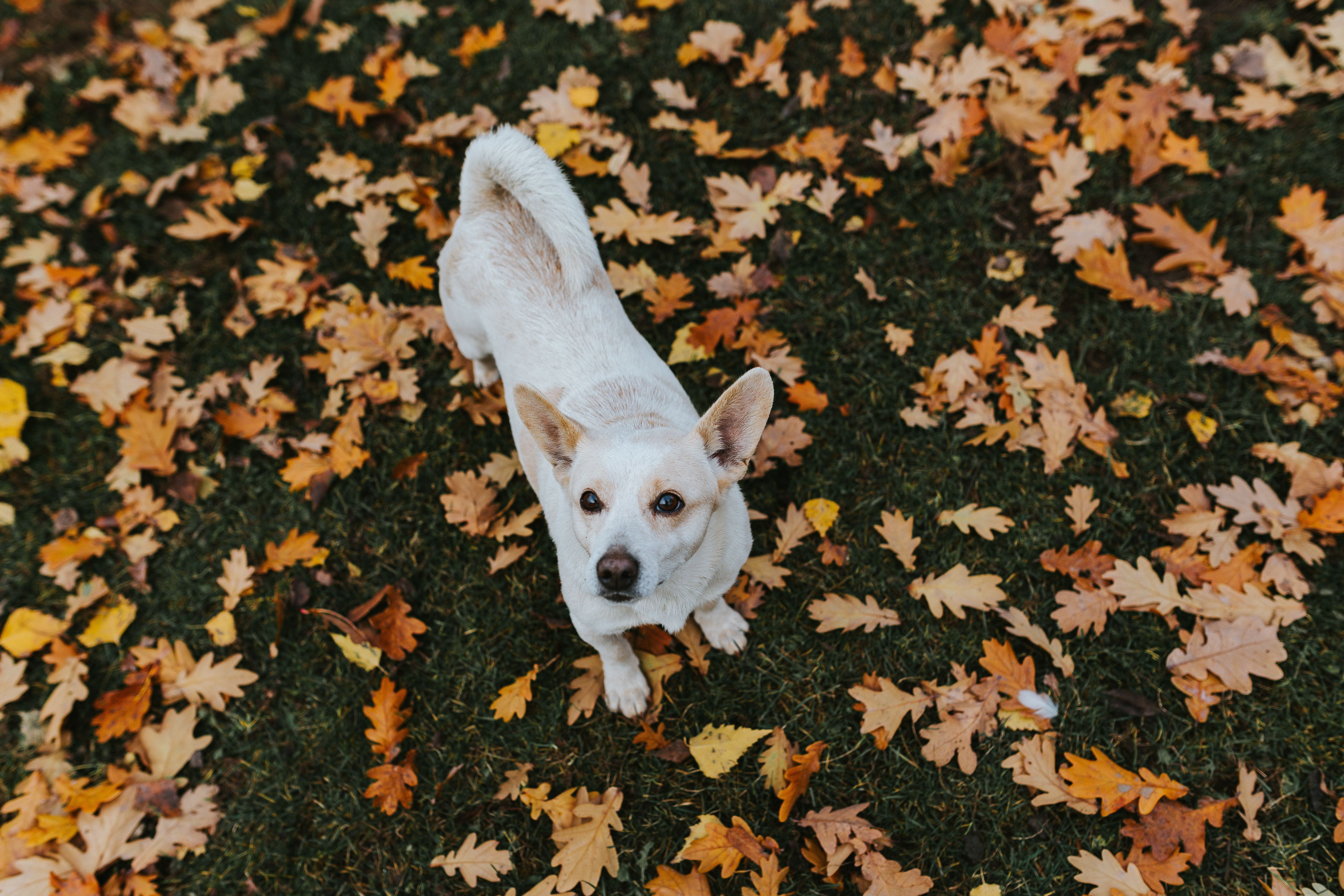 leaf, plant part, dog, portrait, change, nature, one animal, animal themes, domestic, animal, walk, outdoors, domestic animals, autumn, small, looking, HD Wallpaper
