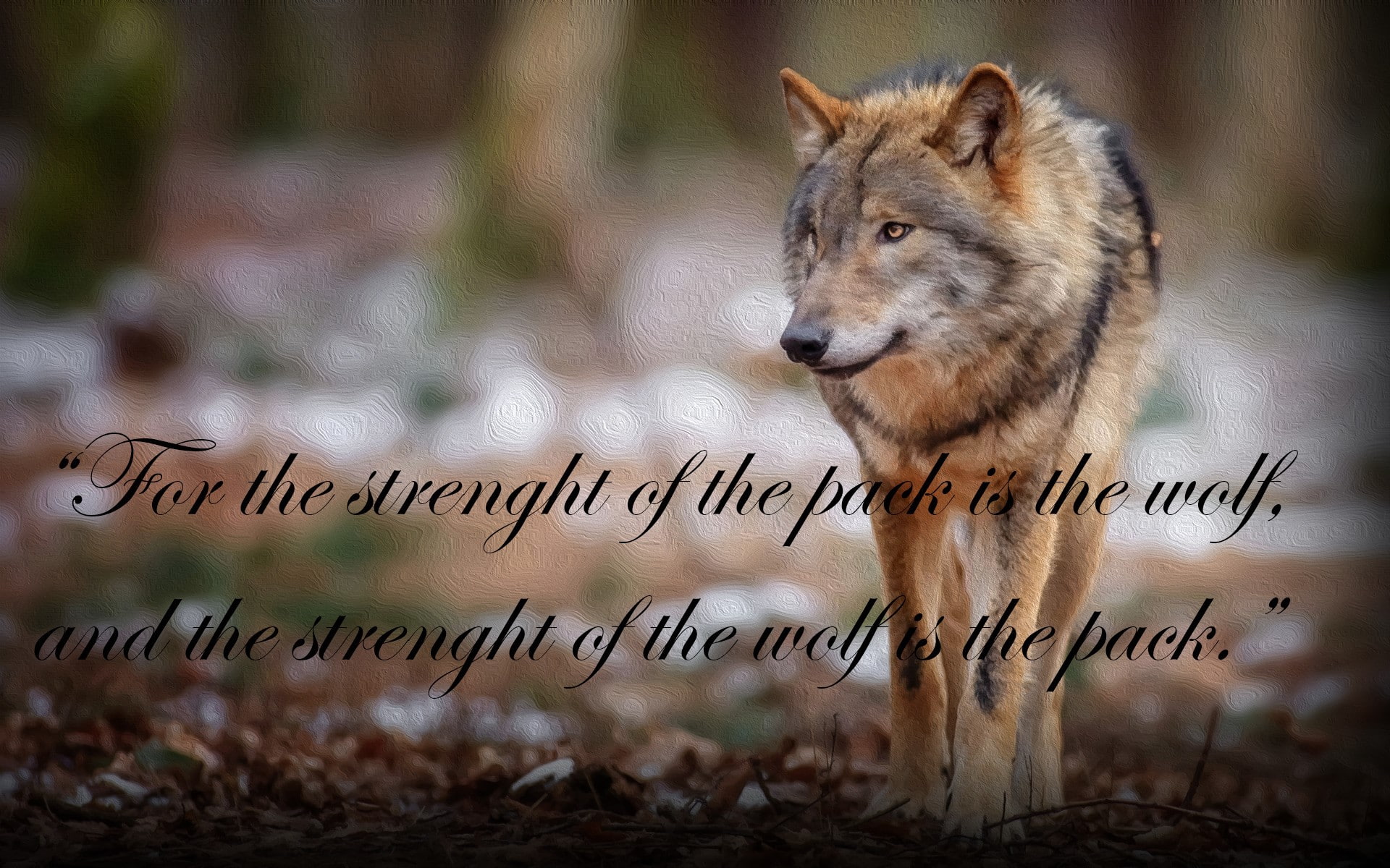 vertebrate, emotion, text, 1080P, day, quote wolf the jungle book, winter, outdoors, nature, animal wildlife, selective focus, portrait, western script, HD Wallpaper