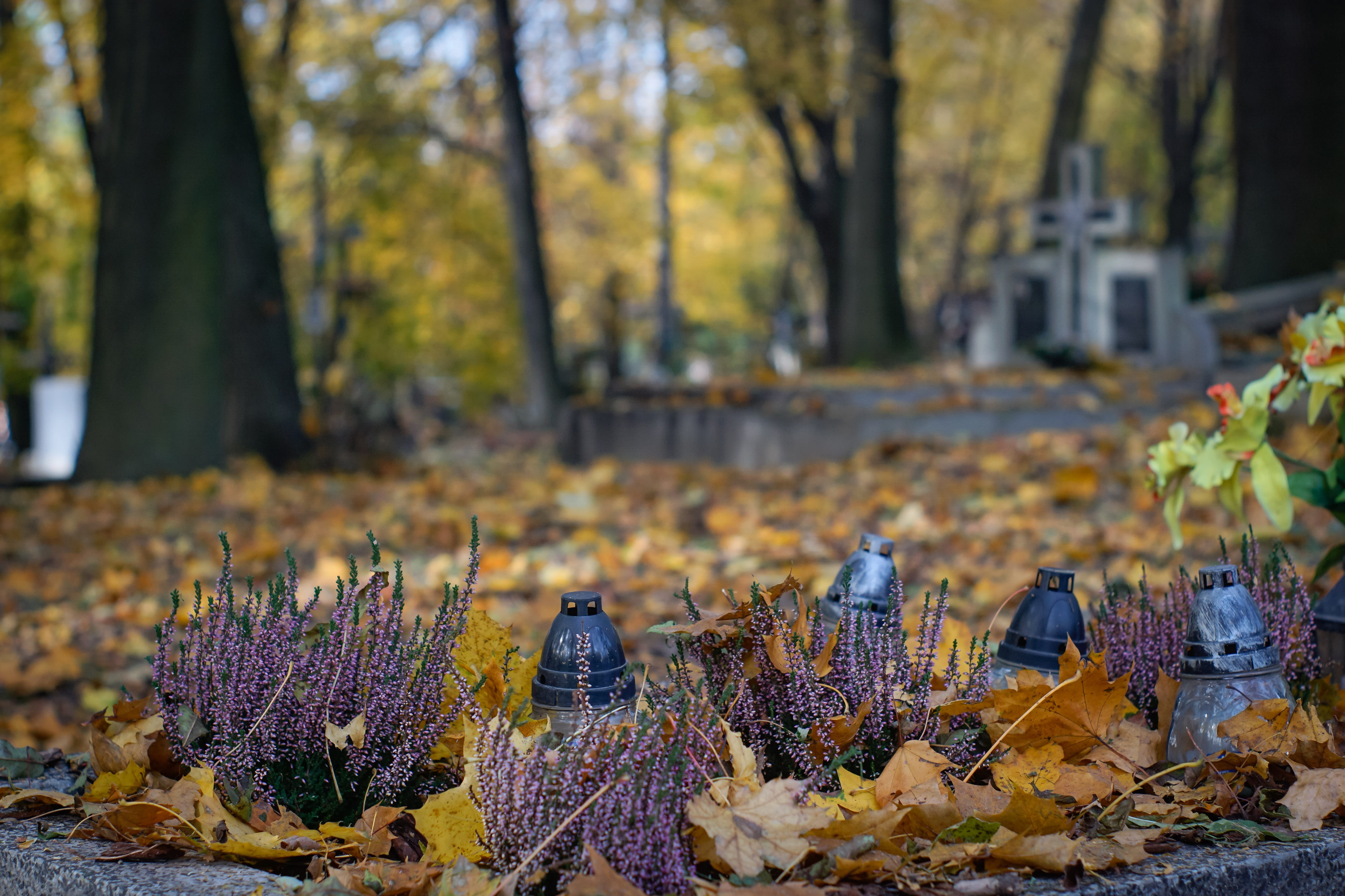 shallow, catholic cemetery, day, old cemetery, no people, cemetery, photography, autumn, focus on foreground, land, focus, all souls day, flowering plant, HD Wallpaper