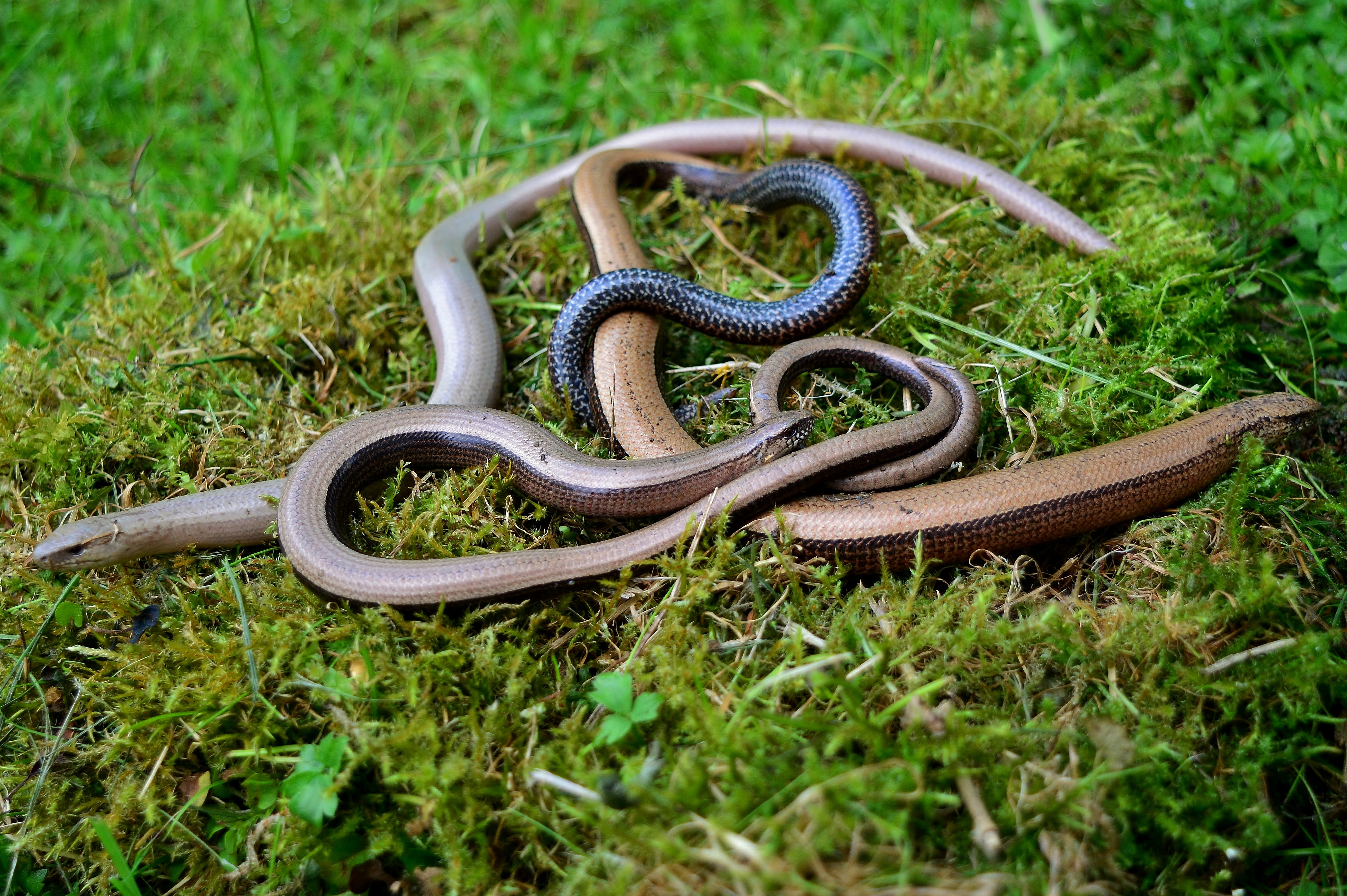 snake, land, animal wildlife, 5K, close up, green color, outdoors, one animal, growth, grass, vertebrate, close-up, blind sneak, no people, nature, animals in the wild, HD Wallpaper